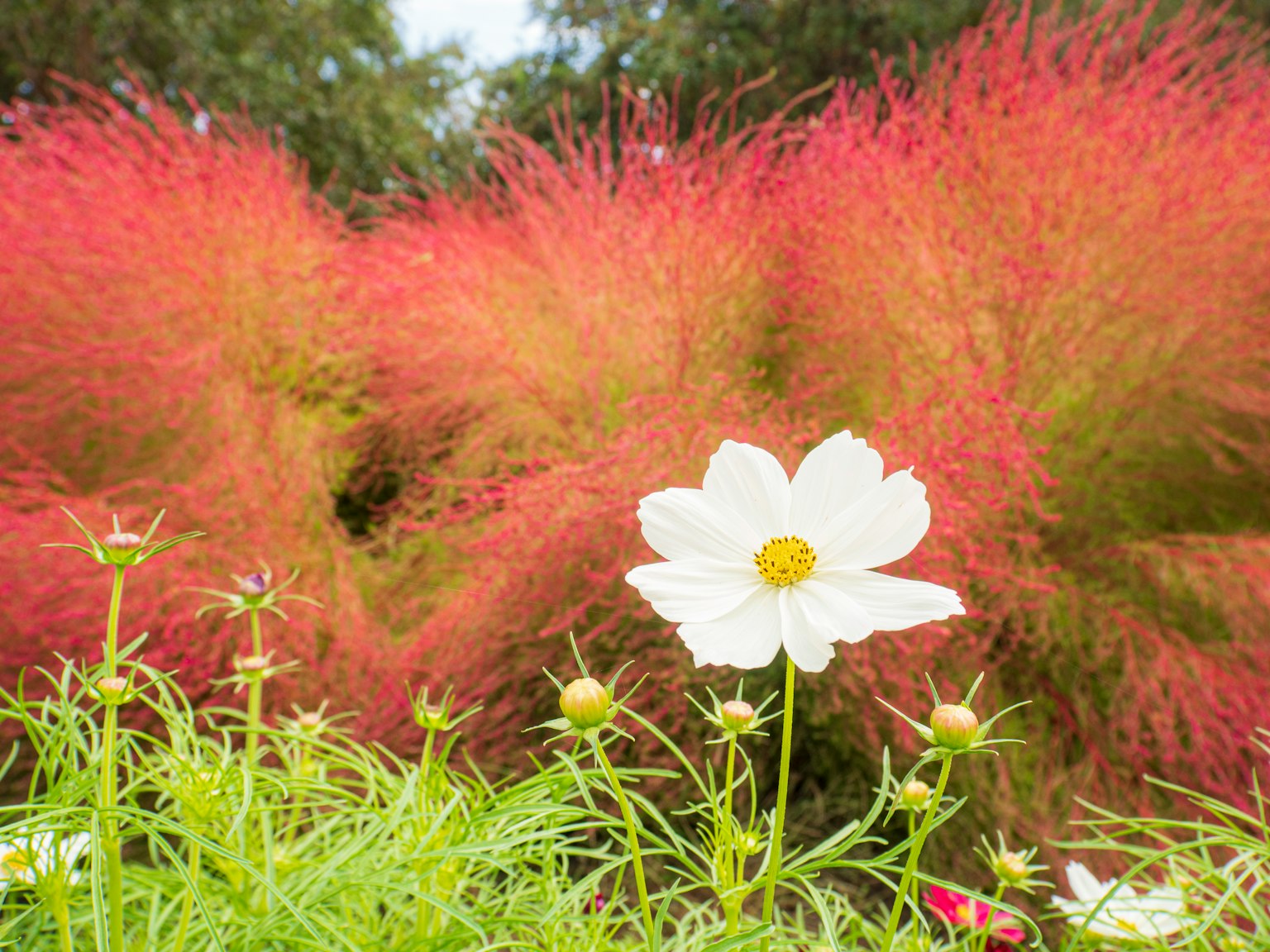 ทิวทัศน์ที่สวยงามมีดอกไม้ขาวและพื้นหลังใบไม้สีแดง