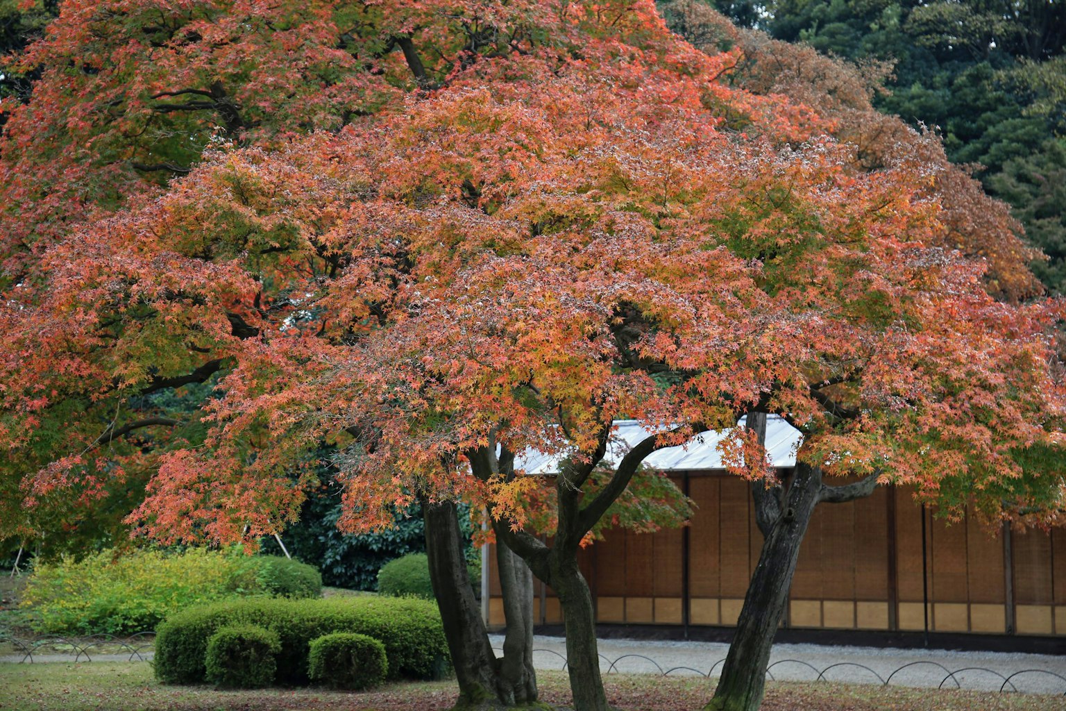 Maple tree with vibrant autumn leaves and traditional Japanese building in the background