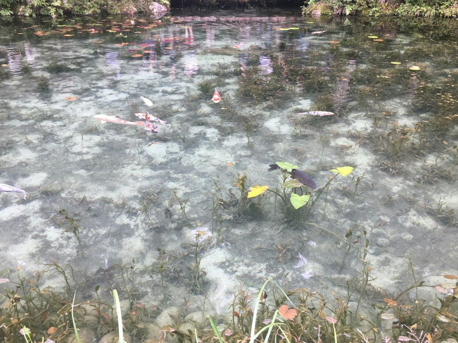 Wasseroberfläche mit schwimmenden Blättern und Pflanzen Trümmern in schmutzigem Wasser