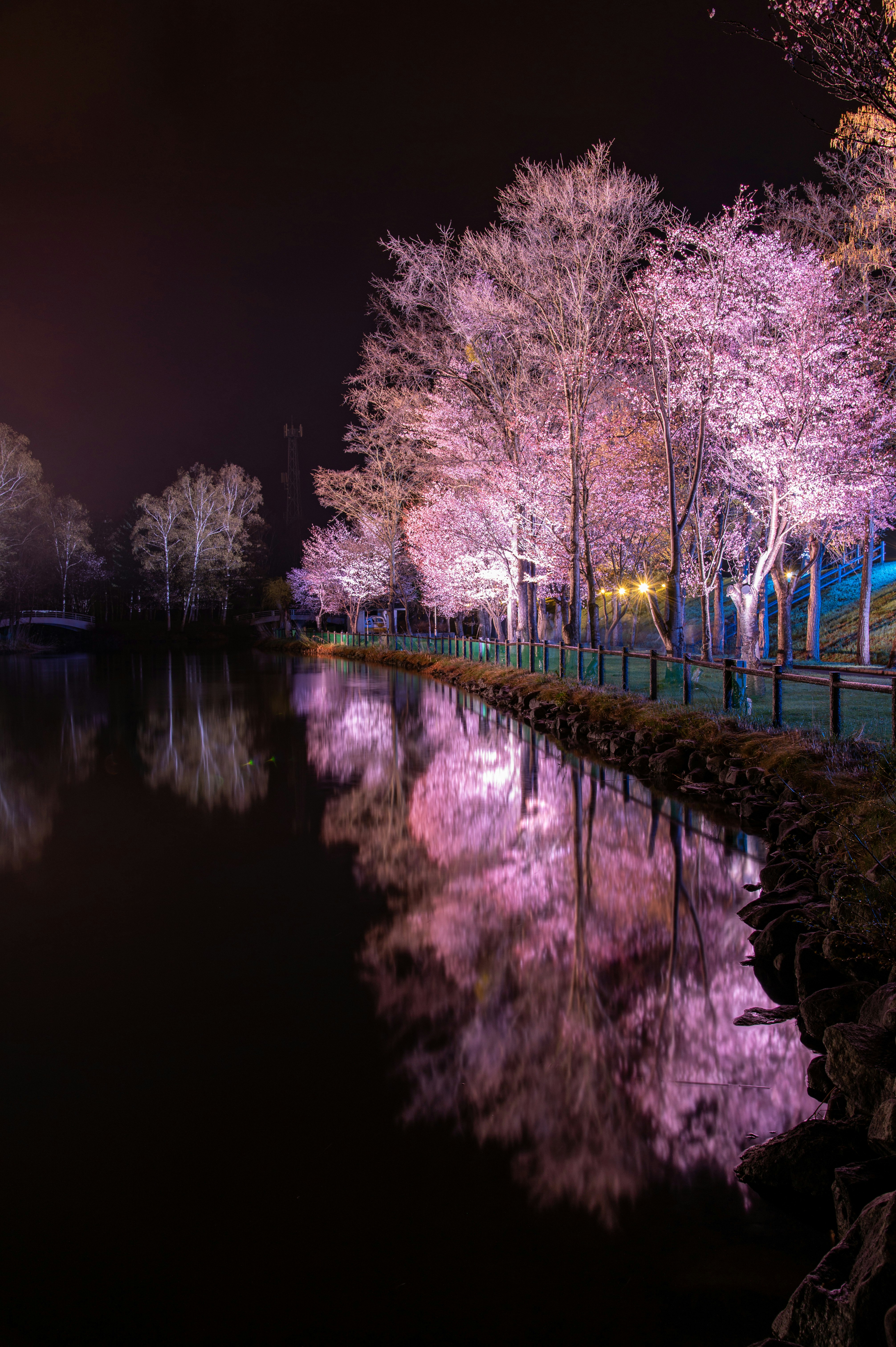 夜の水辺に映る桜並木とライトアップ