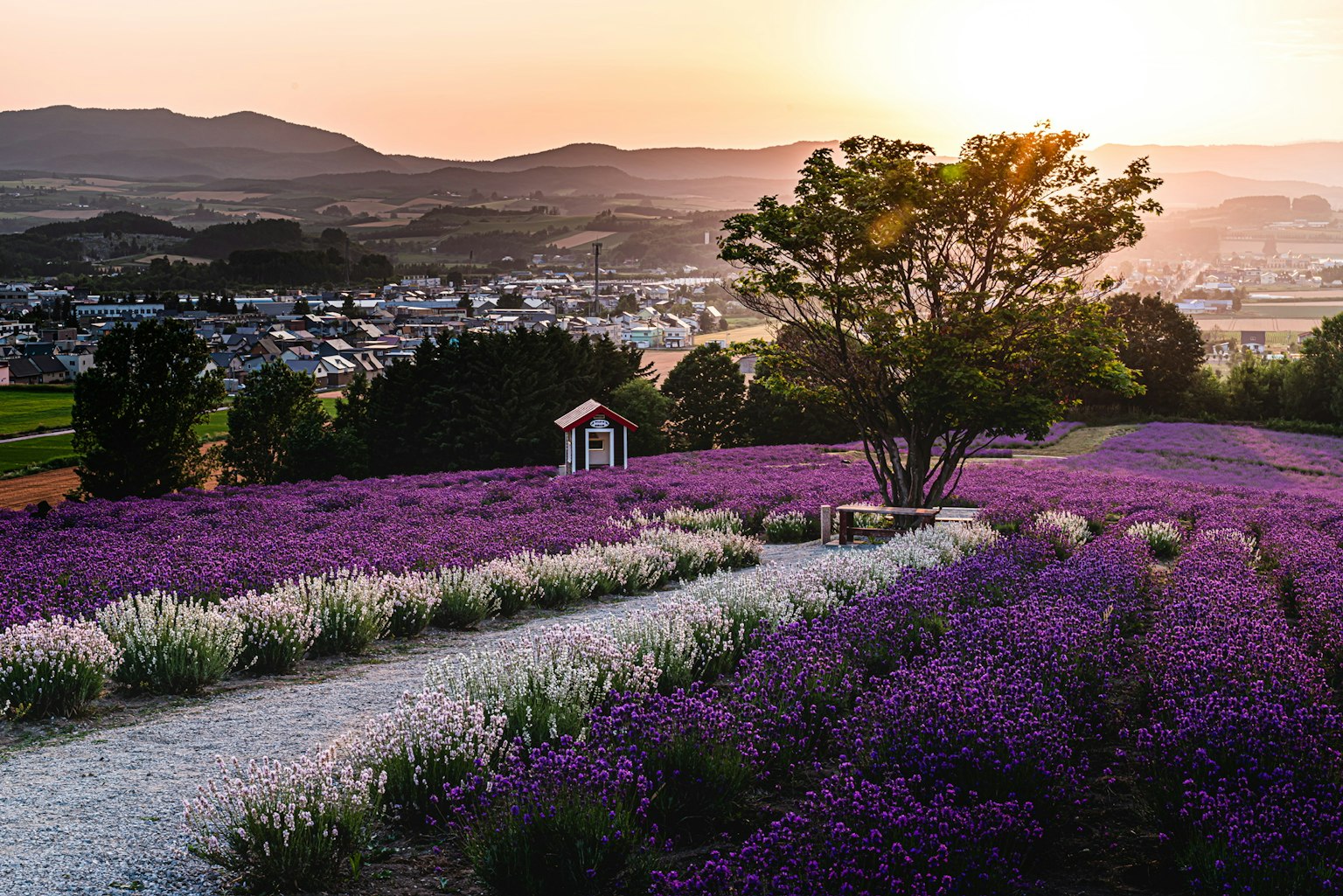 Champs de lavande vibrants avec des fleurs violettes et blanches et un petit abri sous un arbre