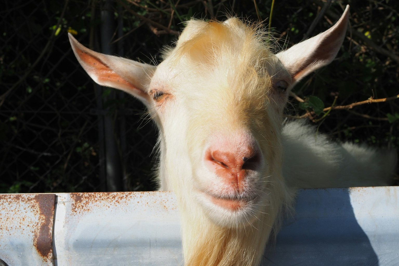 Une chèvre blanche avec une expression souriante