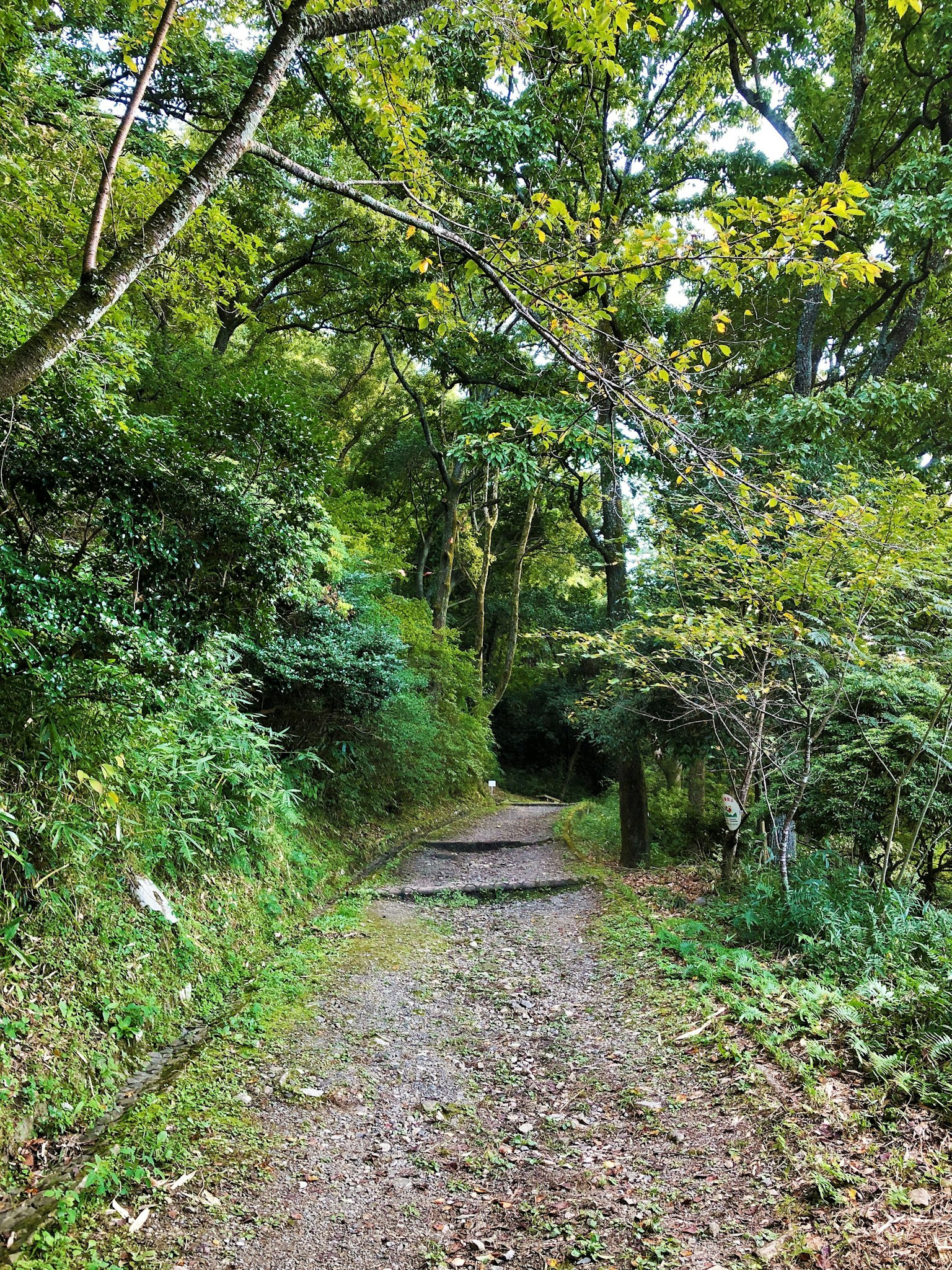 Ein gewundener Weg durch einen üppigen grünen Wald