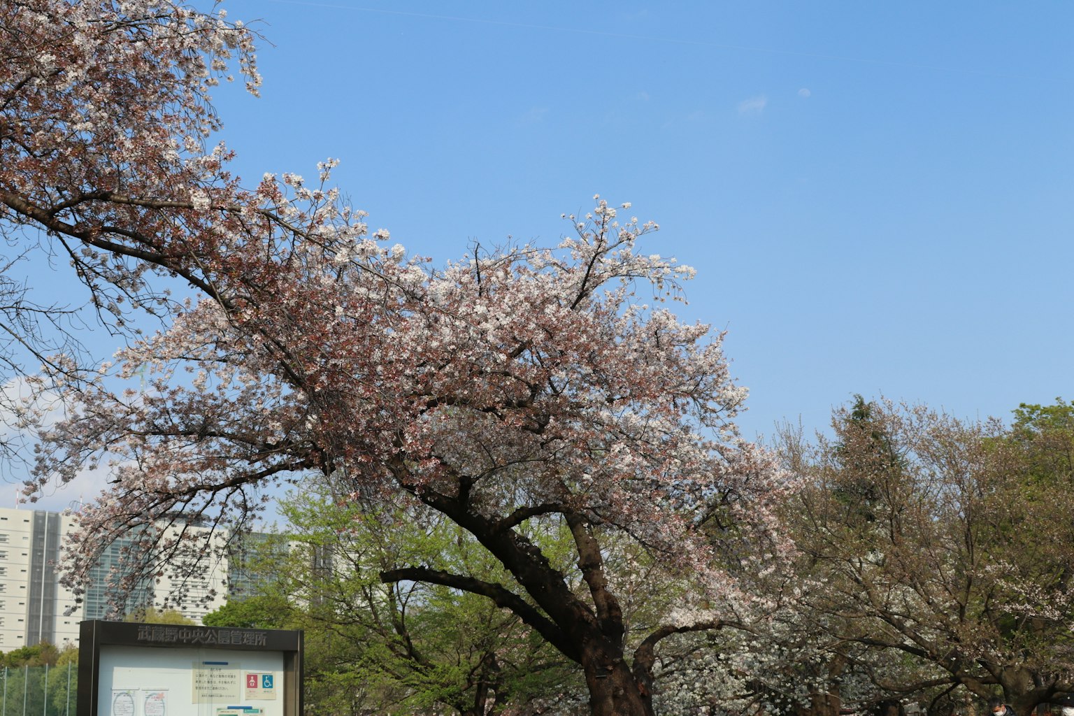 Albero di ciliegio in fiore sotto un cielo blu