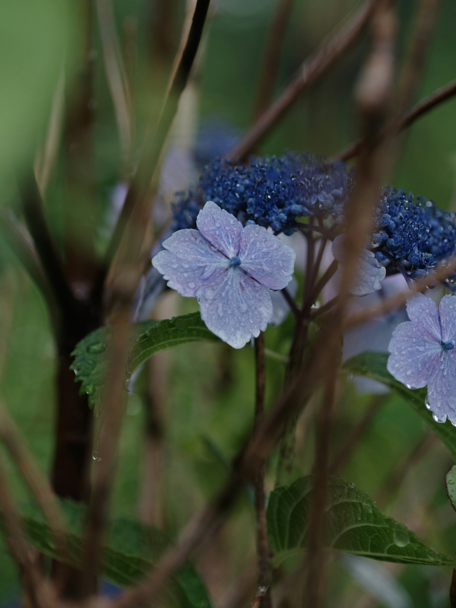 Fiore viola circondato da foglie verdi e fiori blu