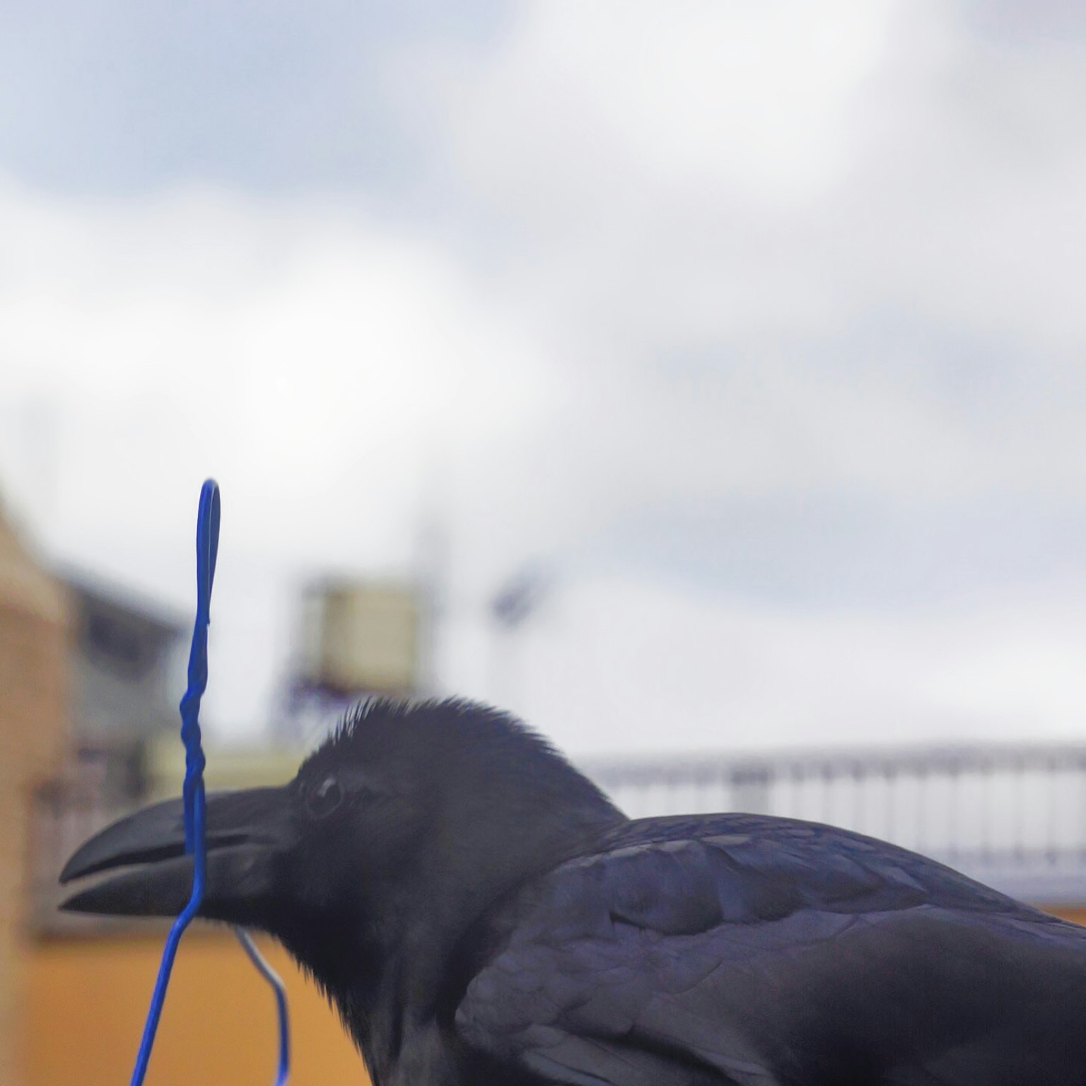 Profil samping burung gagak yang memegang tali biru