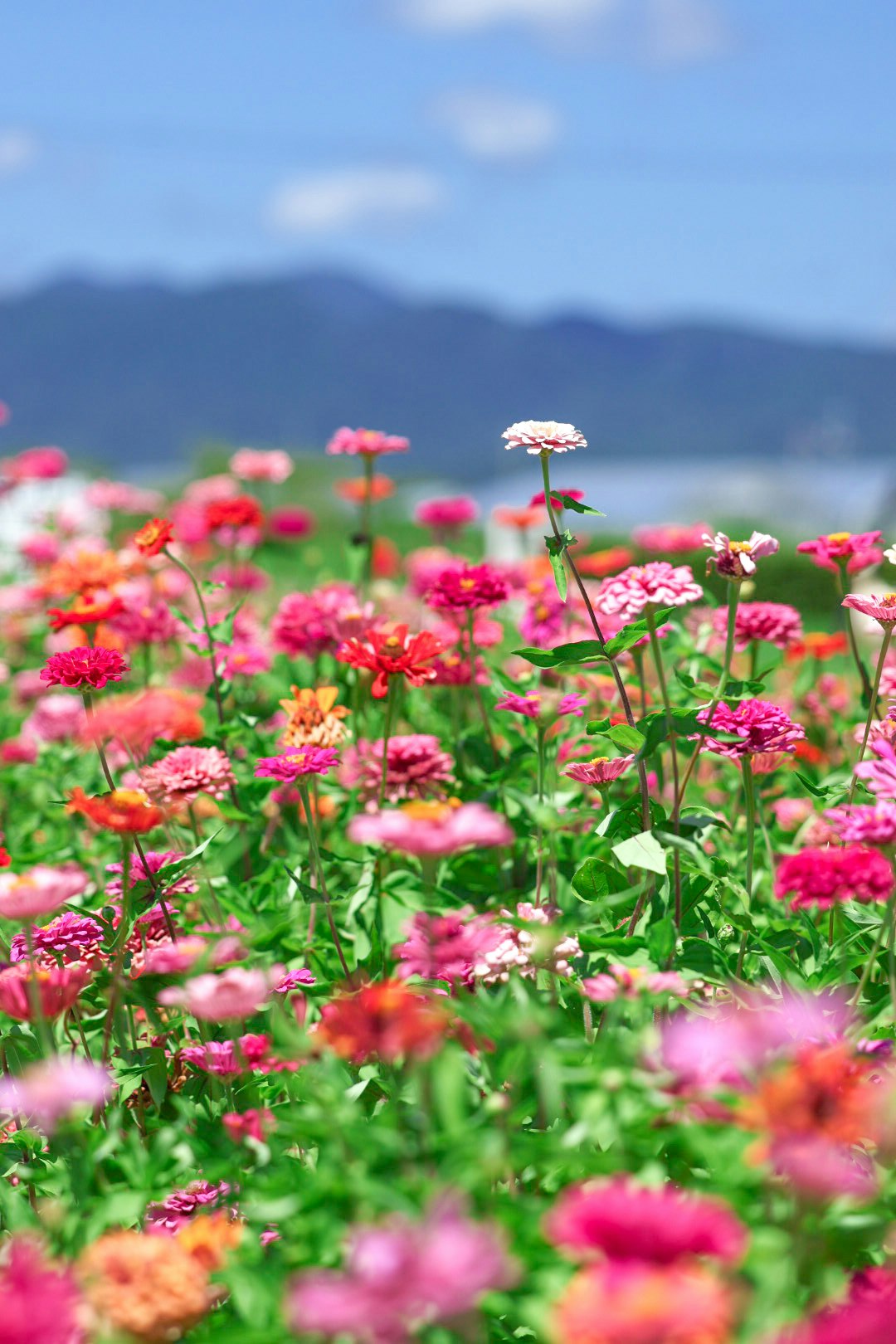 Champ de fleurs colorées avec un lac en arrière-plan