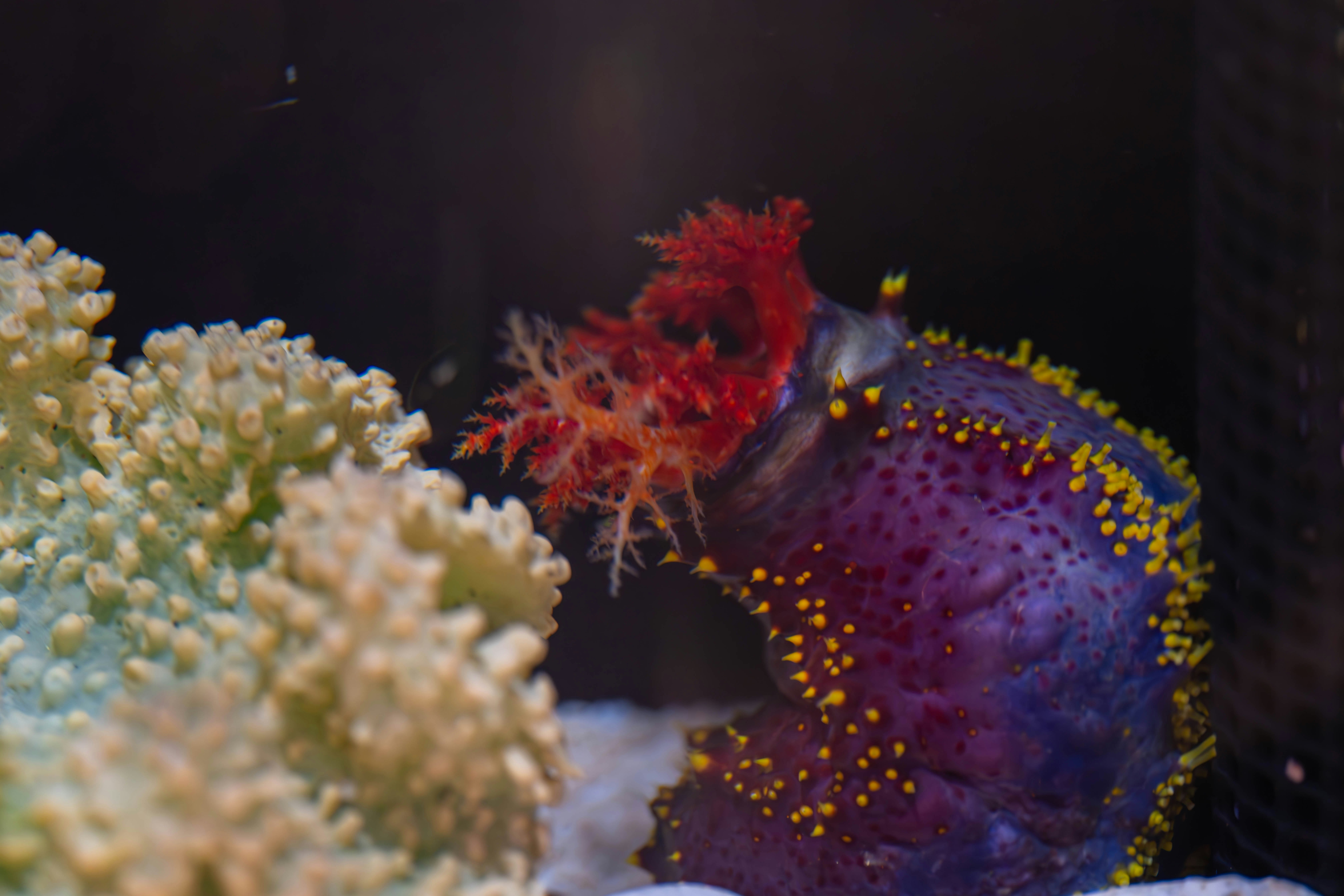 水族館中靠近珊瑚的彩色海洋生物