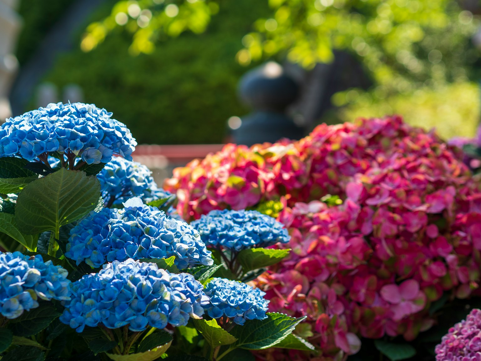 Hortensias azules y flores rosas en un jardín