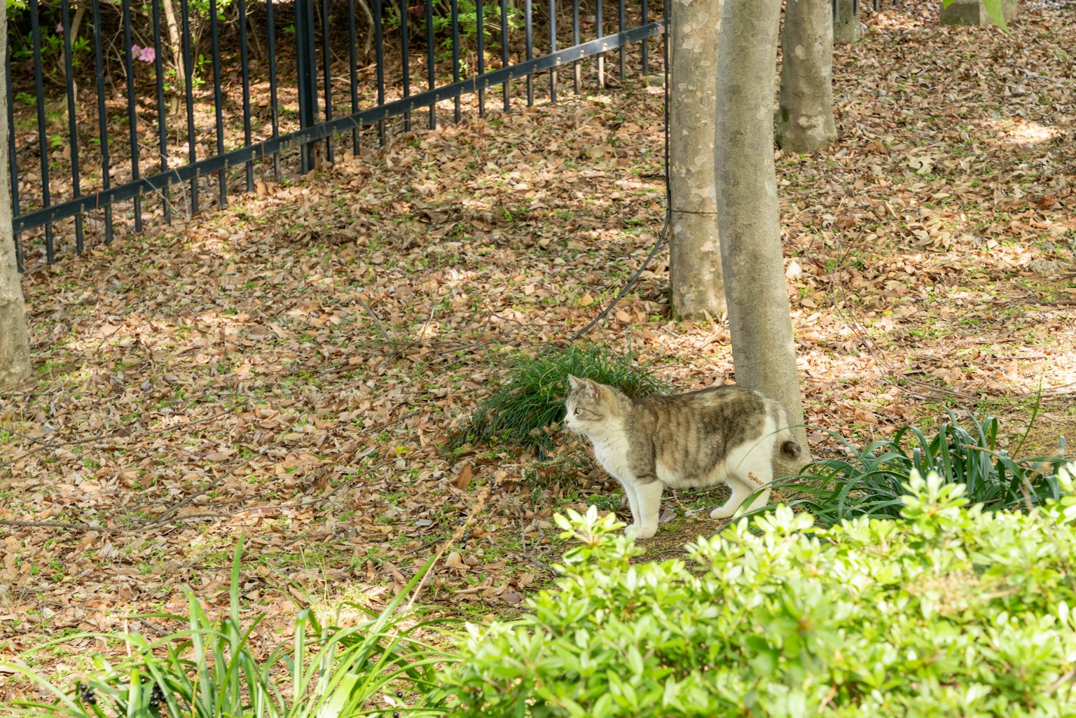 Eine Katze, die in einem Park geht, umgeben von gefallenen Blättern und grünen Pflanzen