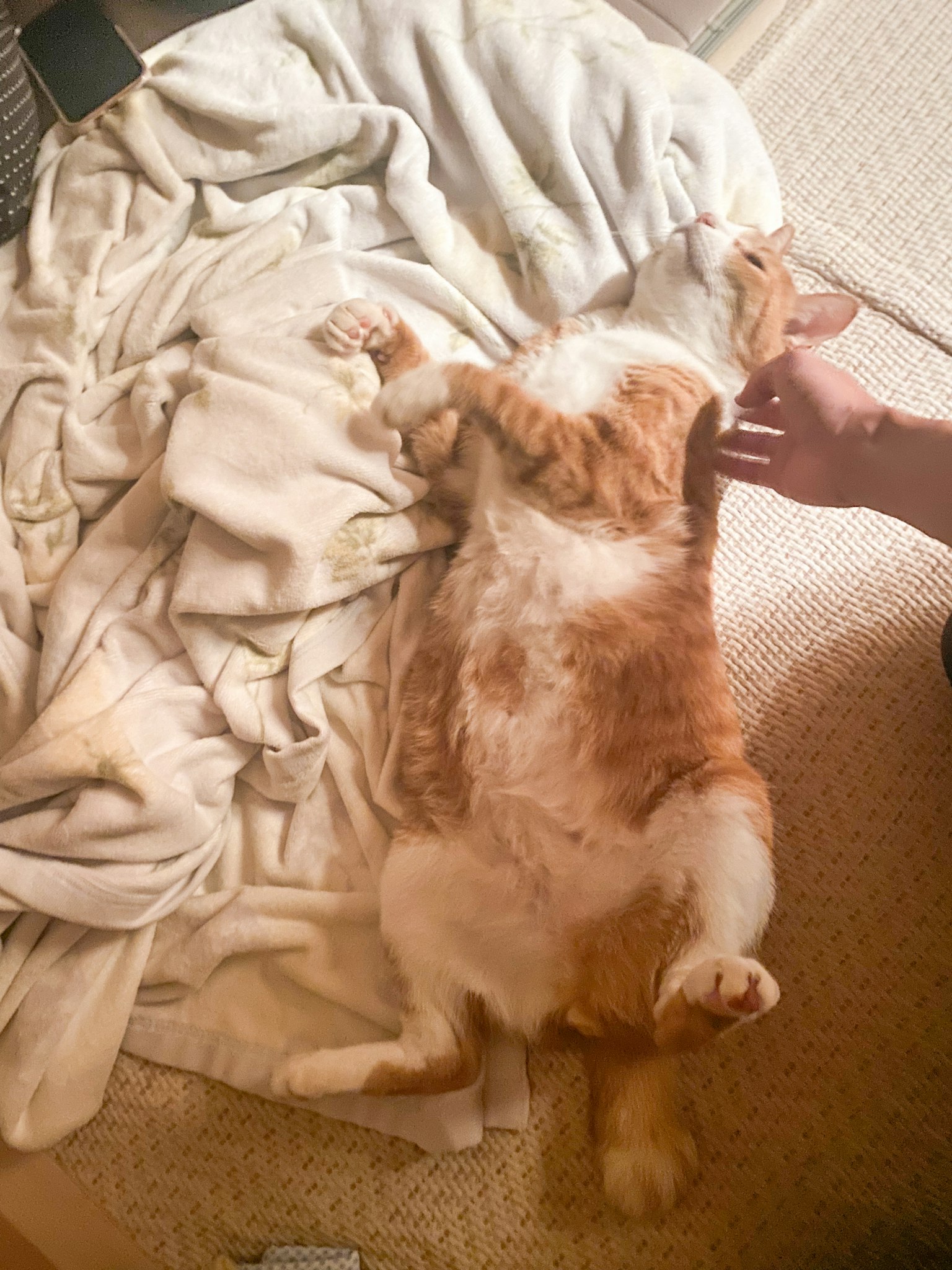 A fluffy brown and white cat lying on its back on a blanket
