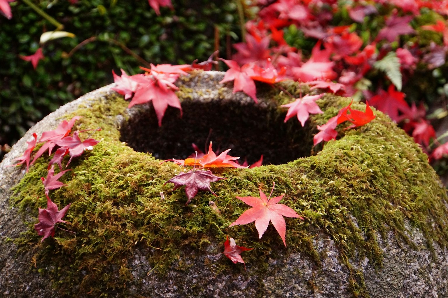 Basin batu yang ditutupi lumut dihiasi dengan daun maple merah