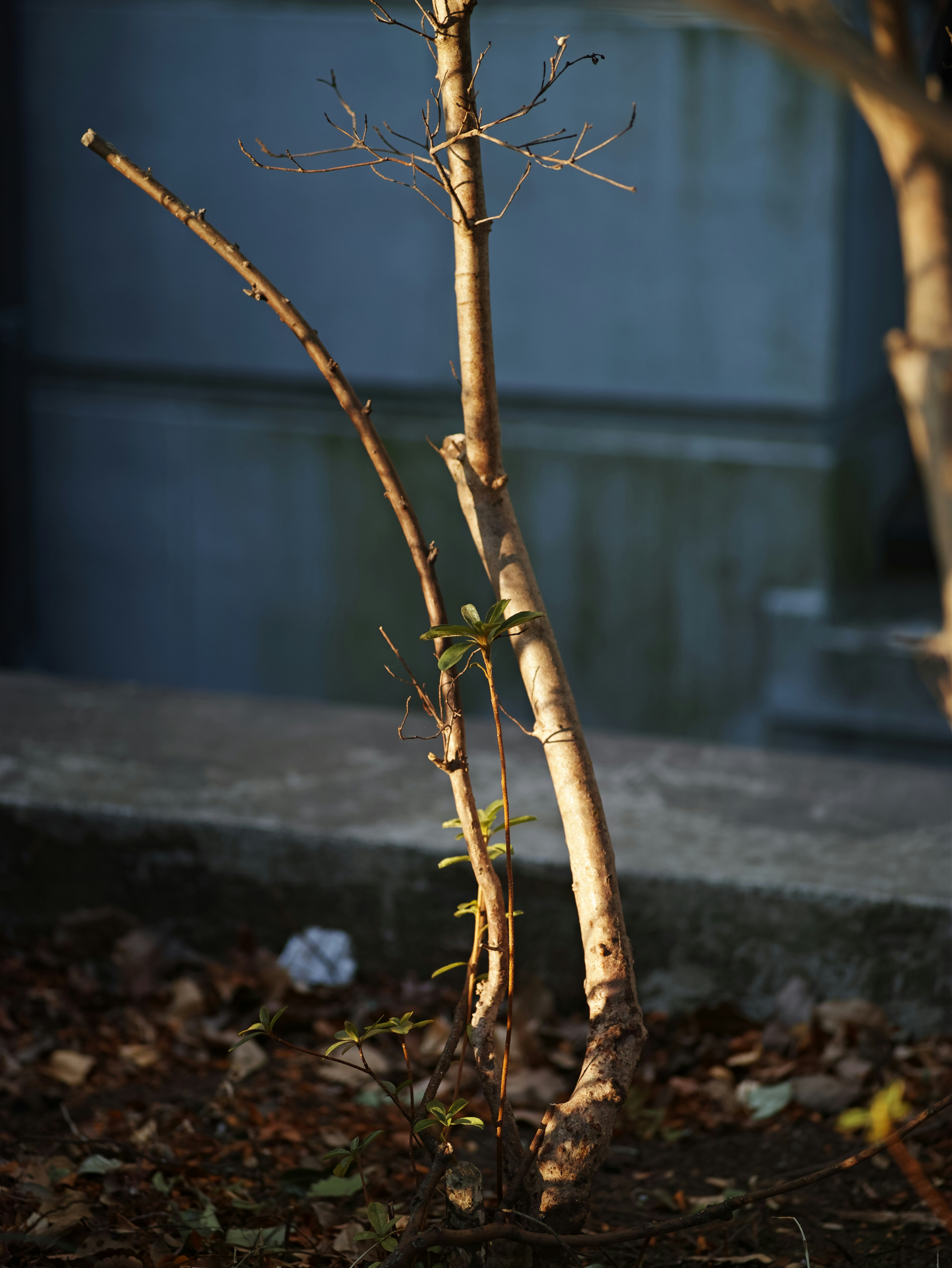 土の上に立つ若い木の幹と枝