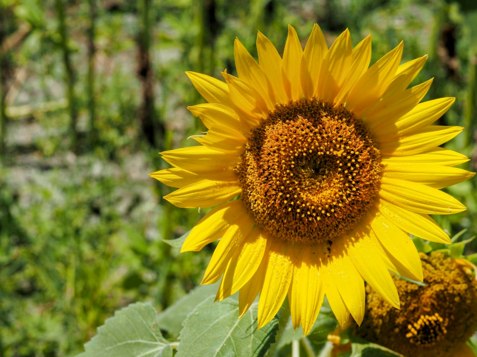 ๋ฐ์ ๋
ธ๋์ ๊ฝ์๊ณผ ๊ฐ์ ์จ์ ์ค์ฌ์ ๊ฐ์ง ์๊ธฐ ์๋ ํด๋ฐ๋ผ๊ธฐ