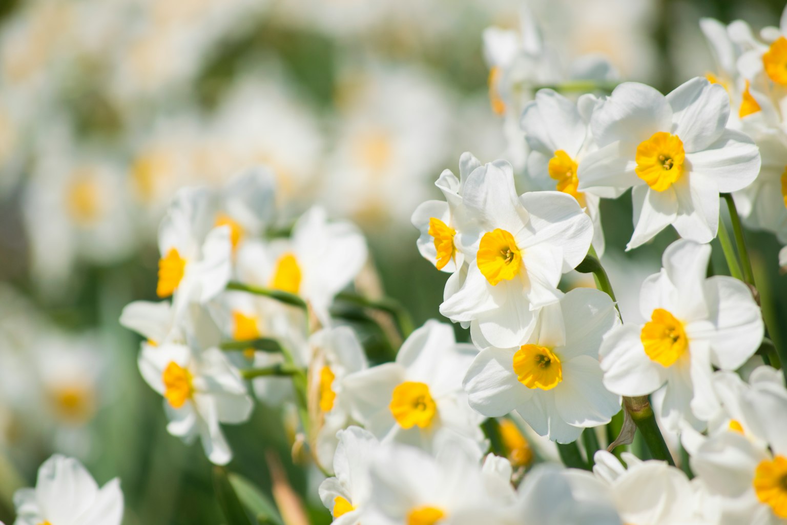 Cánh đồng hoa thủy tiên trắng với tâm vàng sáng