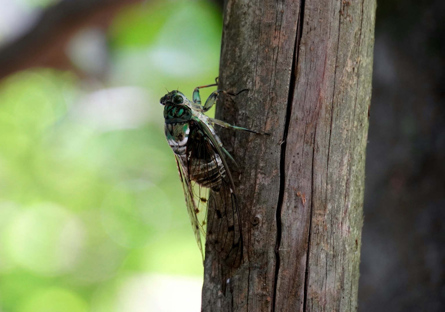 Foto close-up dari seekor jangkrik yang bertengger di pohon