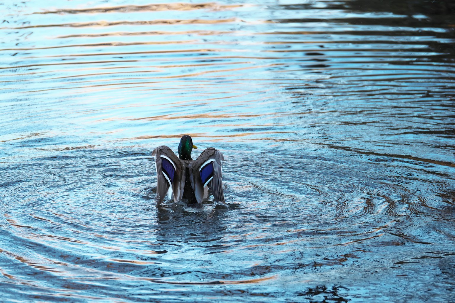 Male duck swimming in water with ripples
