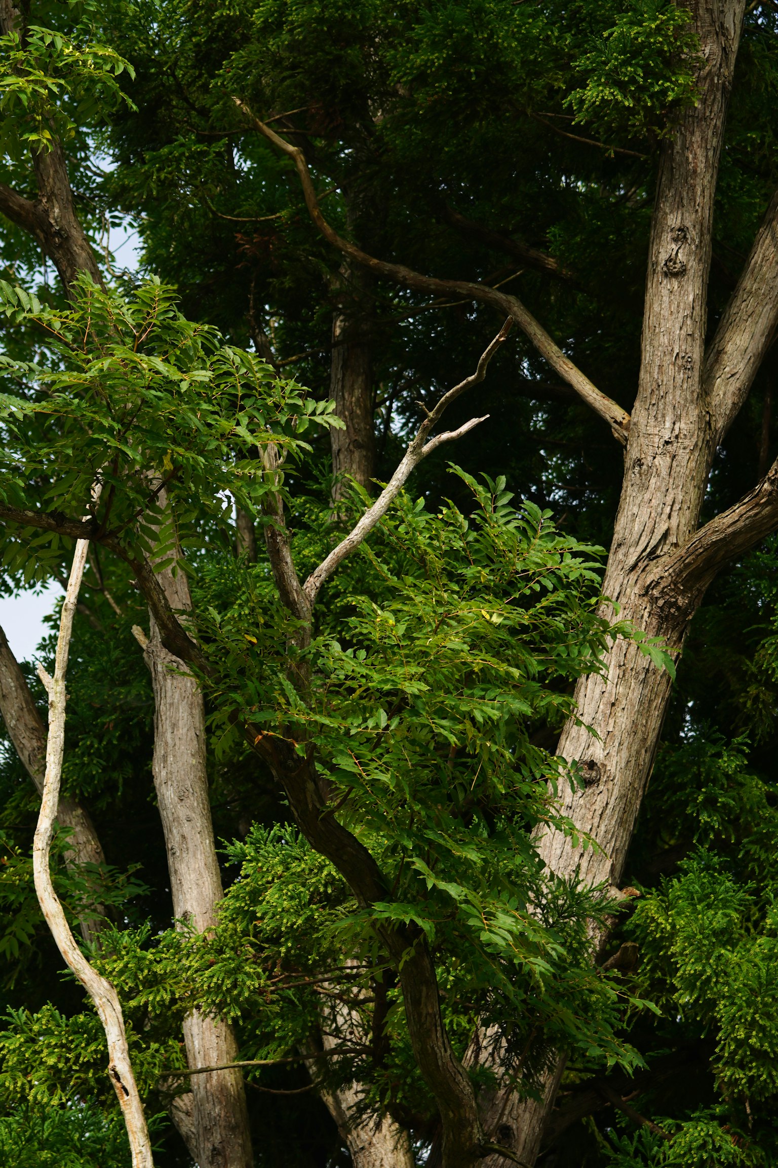Immagine dettagliata di alberi verdi lussureggianti con tronchi e rami spessi