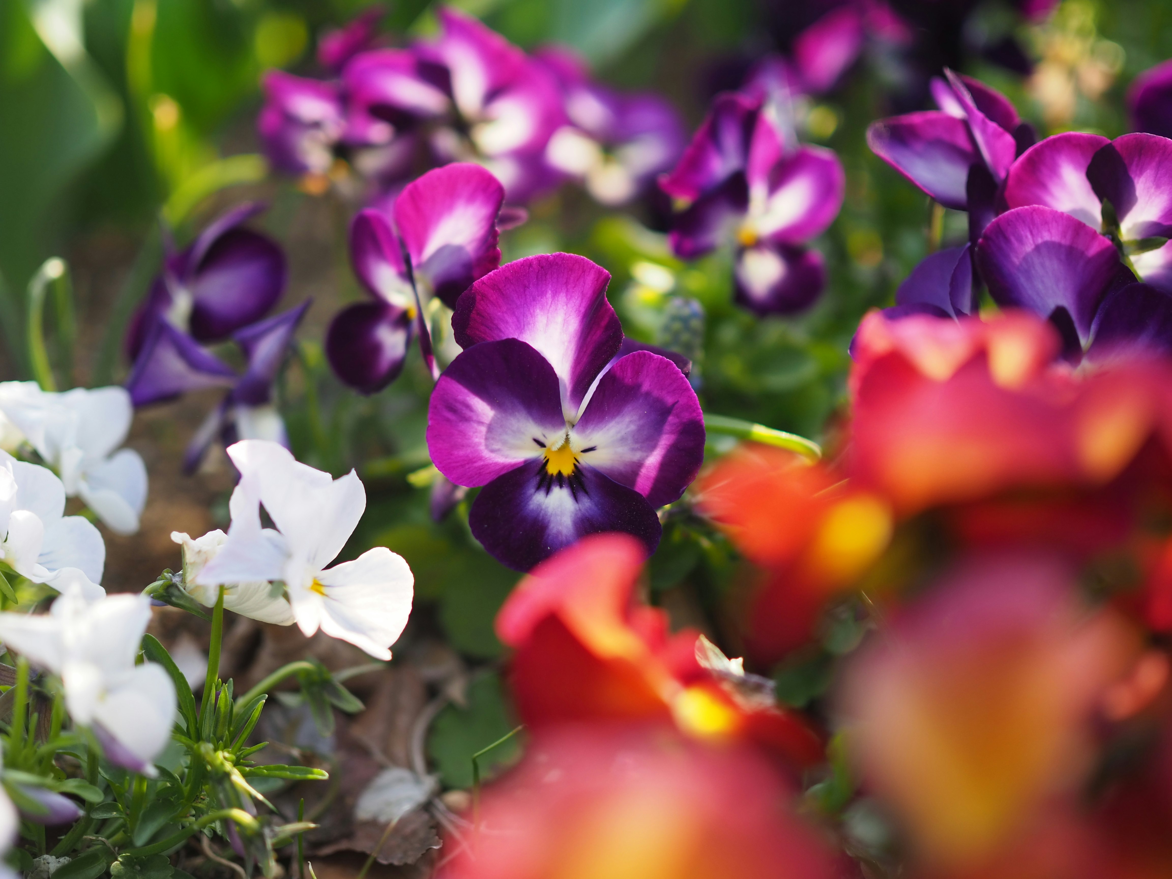 色とりどりの花が咲く花壇のクローズアップ