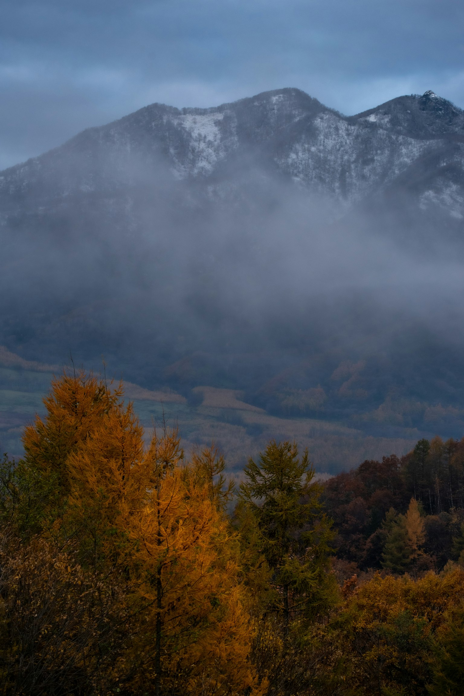 Vue pittoresque d'arbres d'automne aux feuilles dorées et de montagnes enneigées enveloppées de brume