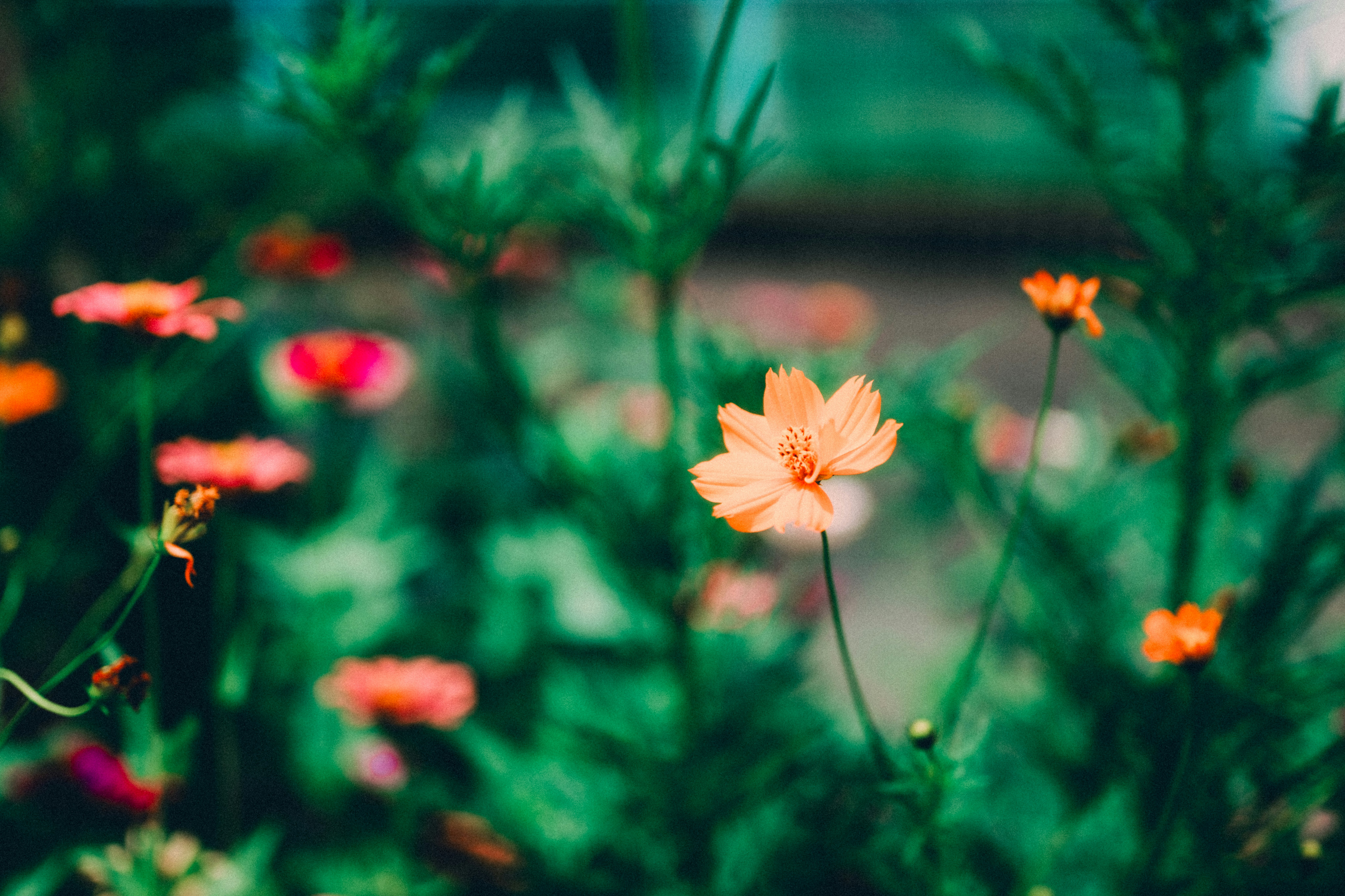 ボケた花畑の中で咲くオレンジの花