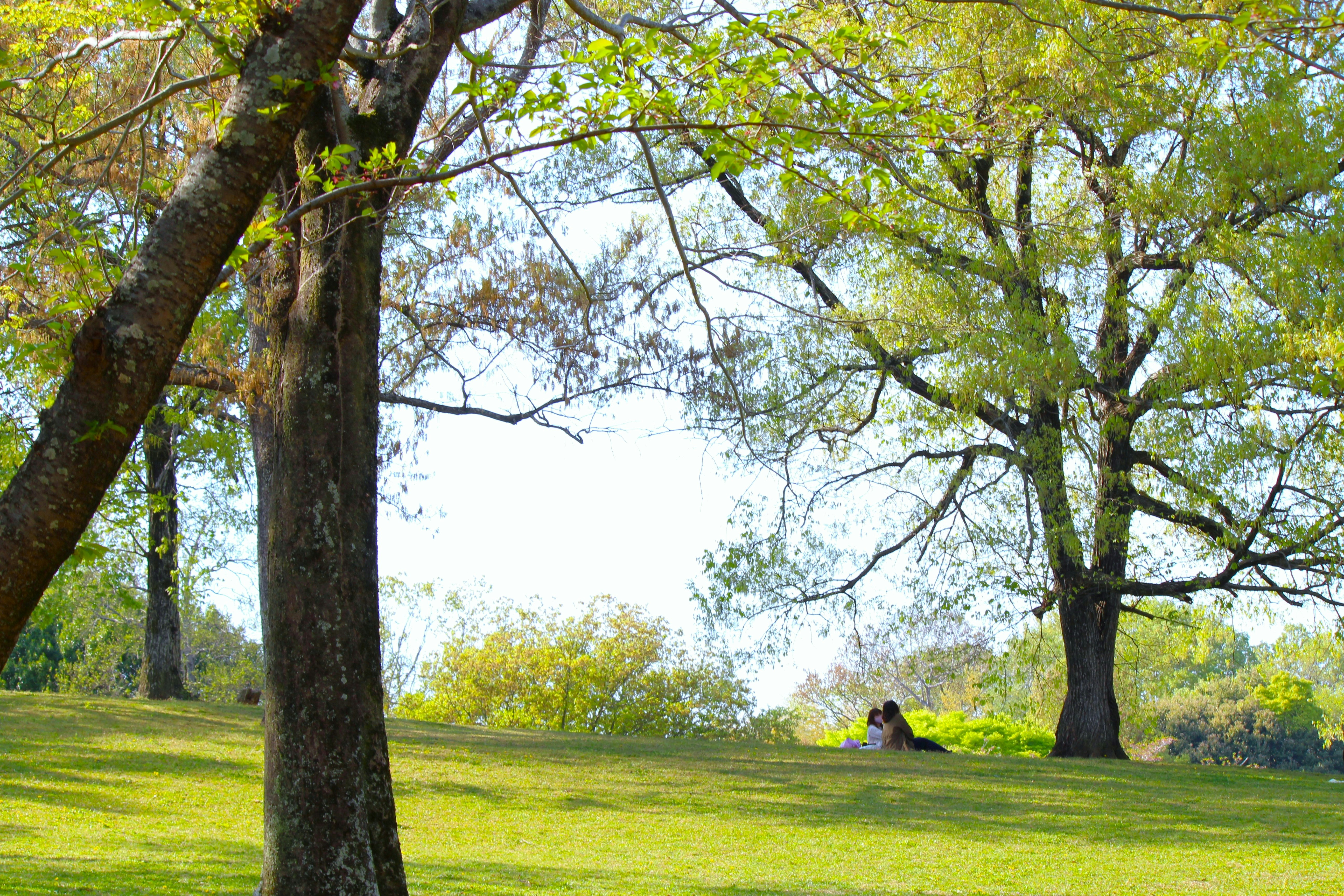 Paisaje de parque exuberante con árboles y césped con una persona sentada a lo lejos