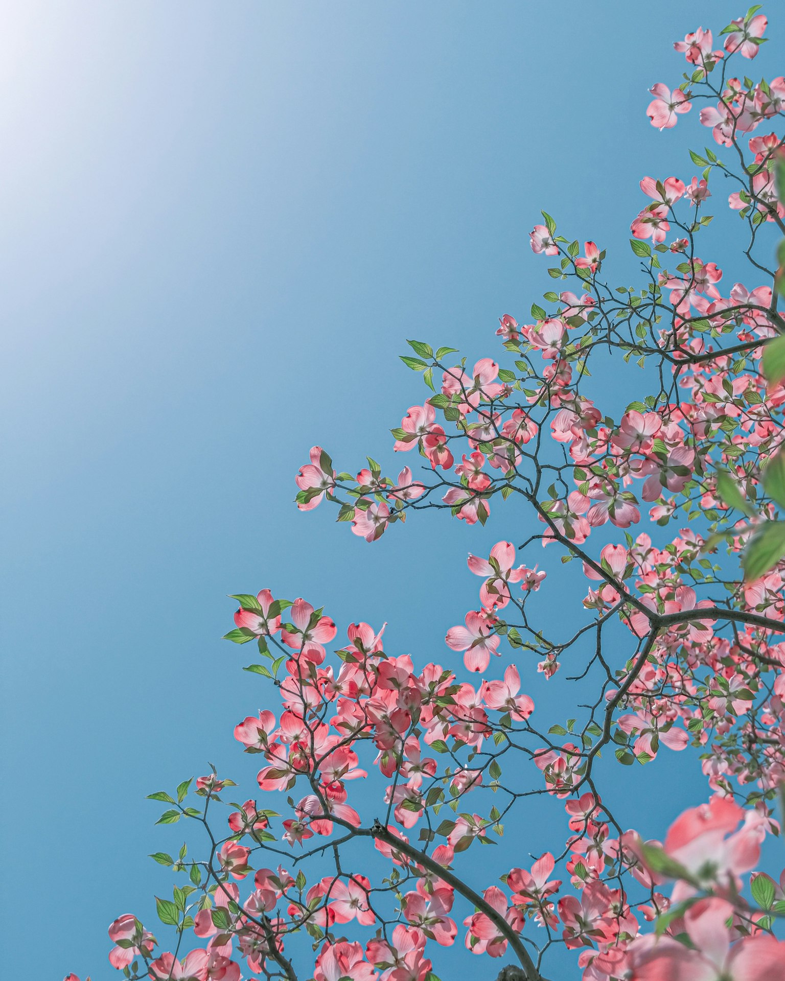 Schöner Kontrast von Kirschblüten und Zweigen vor blauem Himmel