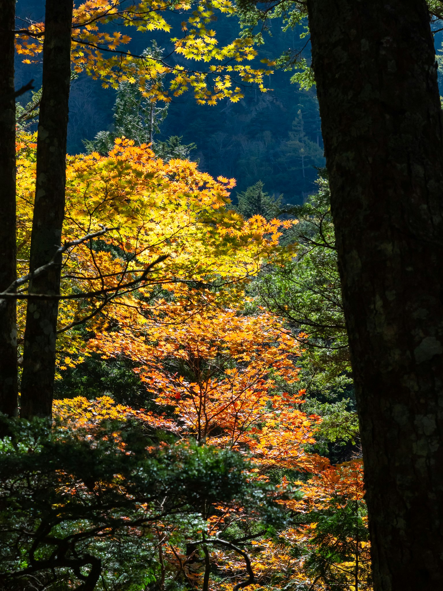 Scène forestière avec un feuillage d'automne vibrant