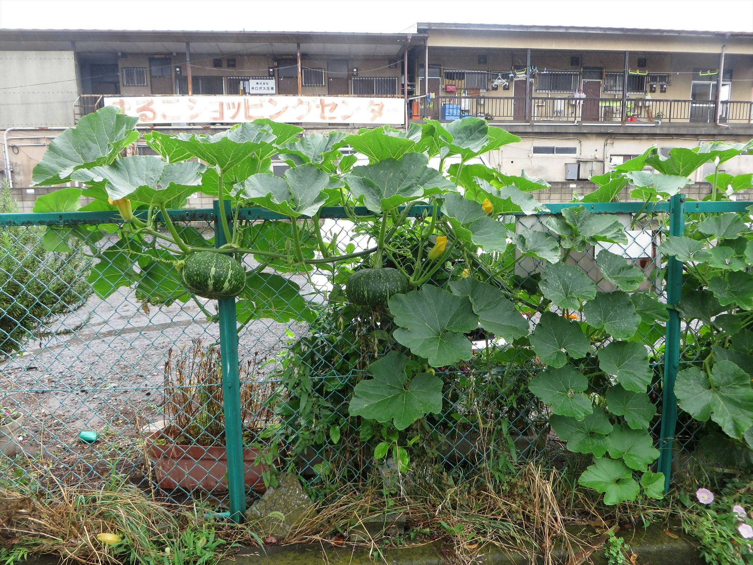 eingezäunter Gartenbereich mit großen Blattpflanzen