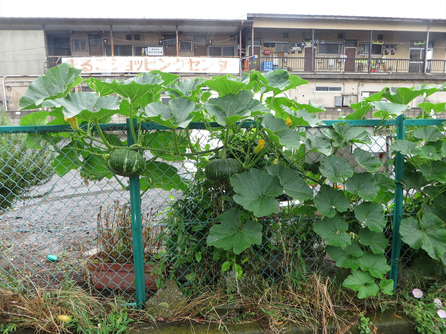 Feuilles de citrouille vertes luxuriantes recouvrant une clôture avec un vieux bâtiment en arrière-plan