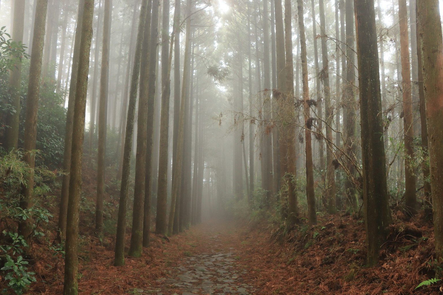 Sentier à travers une forêt brumeuse arbres hauts des deux côtés