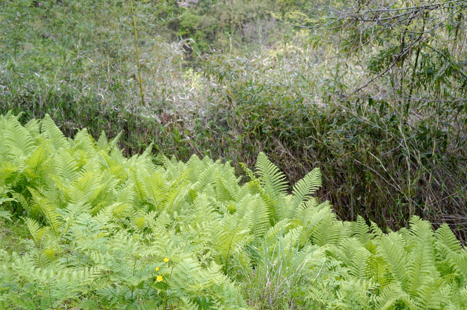 Lush green ferns in a natural landscape