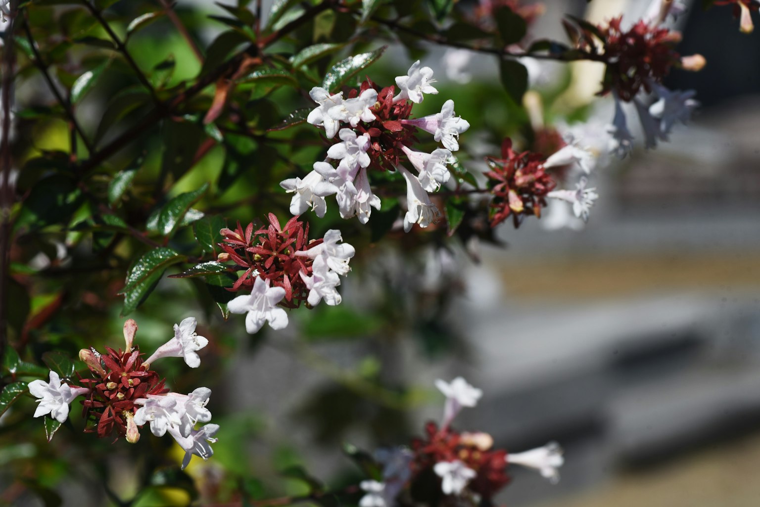 Nahaufnahme einer Pflanze mit weißen und roten Blumen