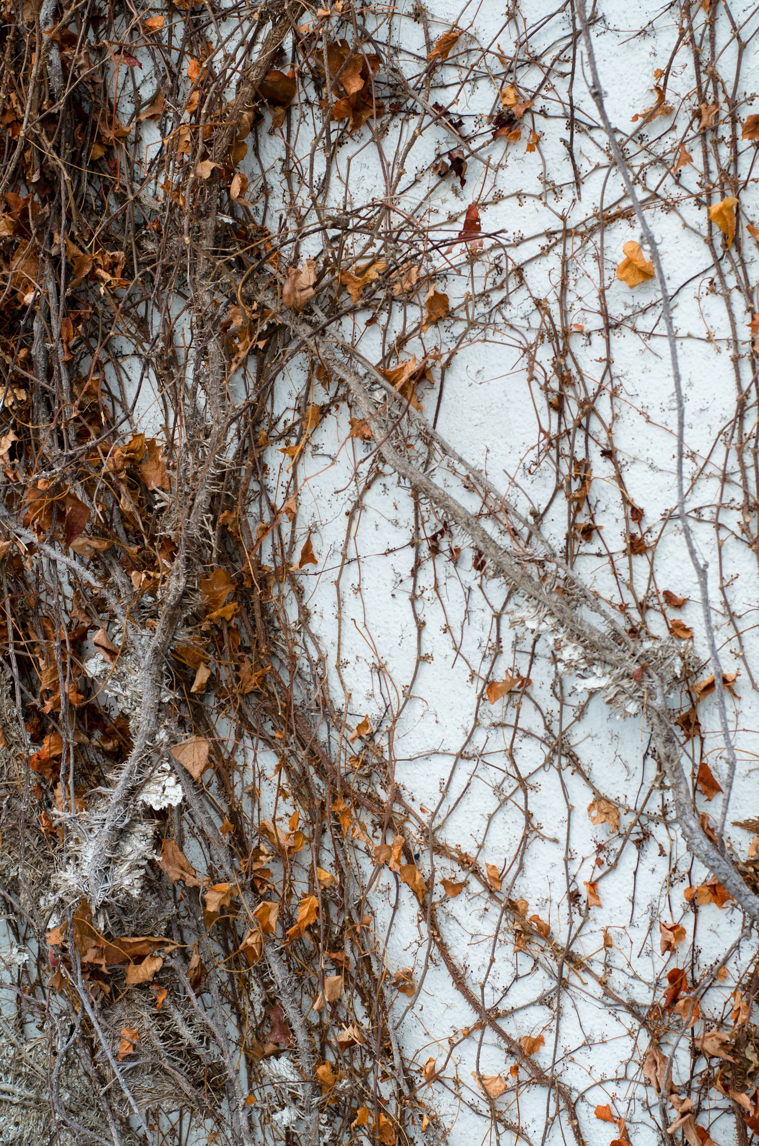 Brown vines and dried leaves against a white wall