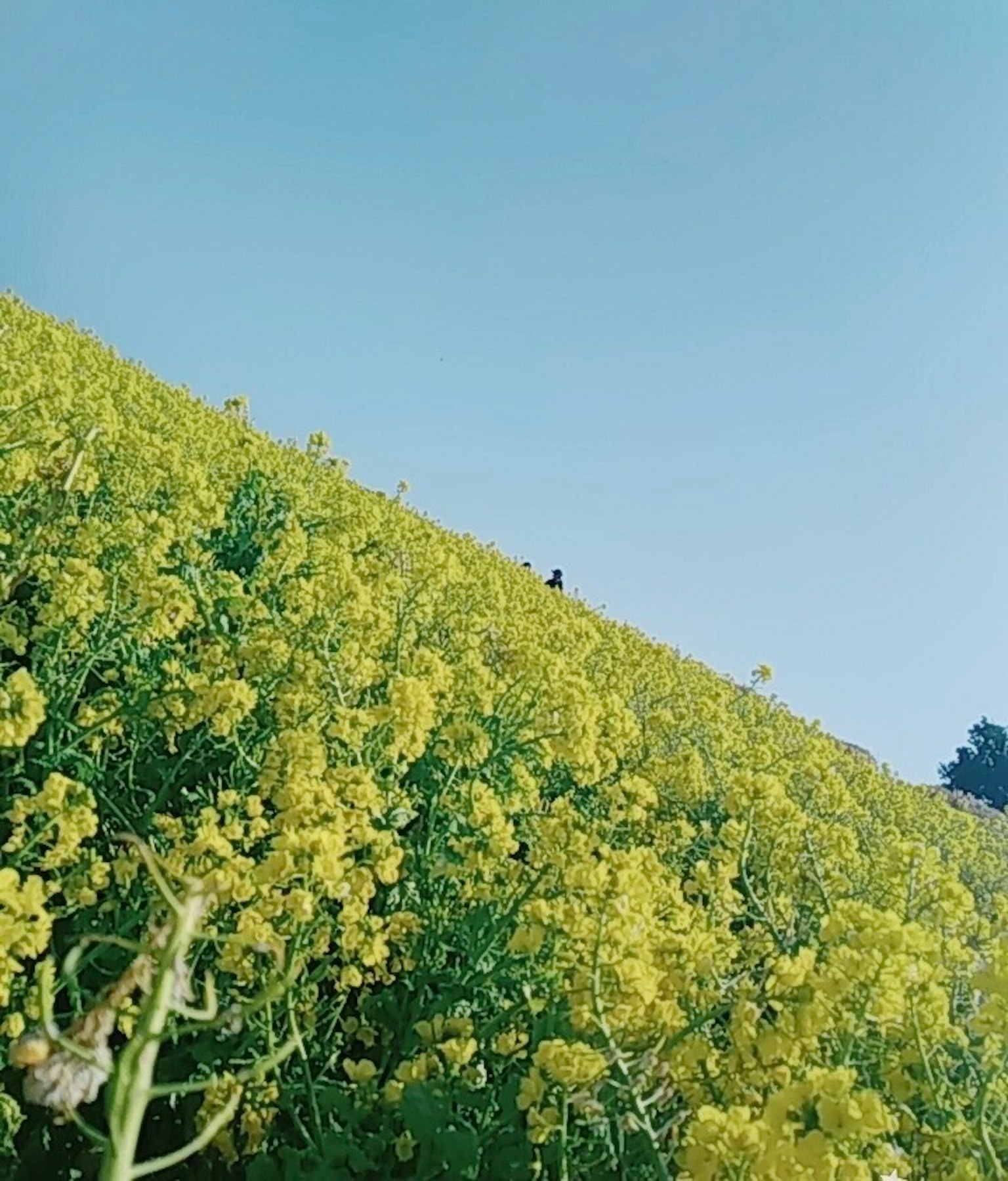 A hillside covered with vibrant yellow flowers under a clear blue sky with people in the distance