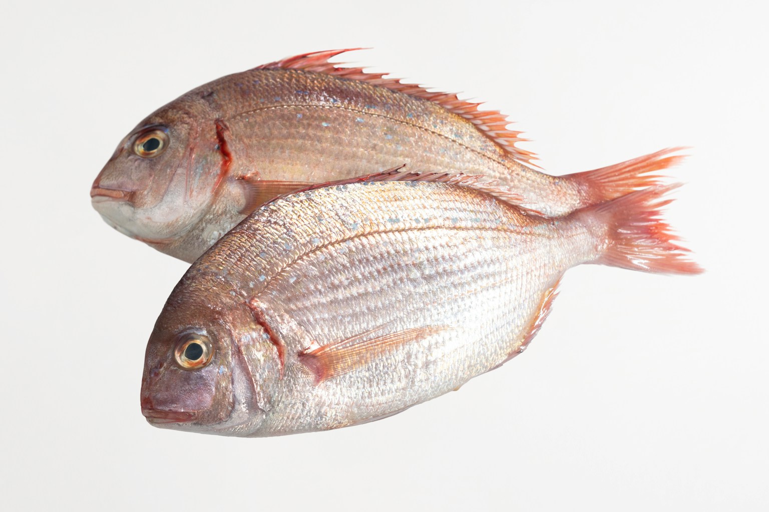 Dua ikan di atas latar belakang putih