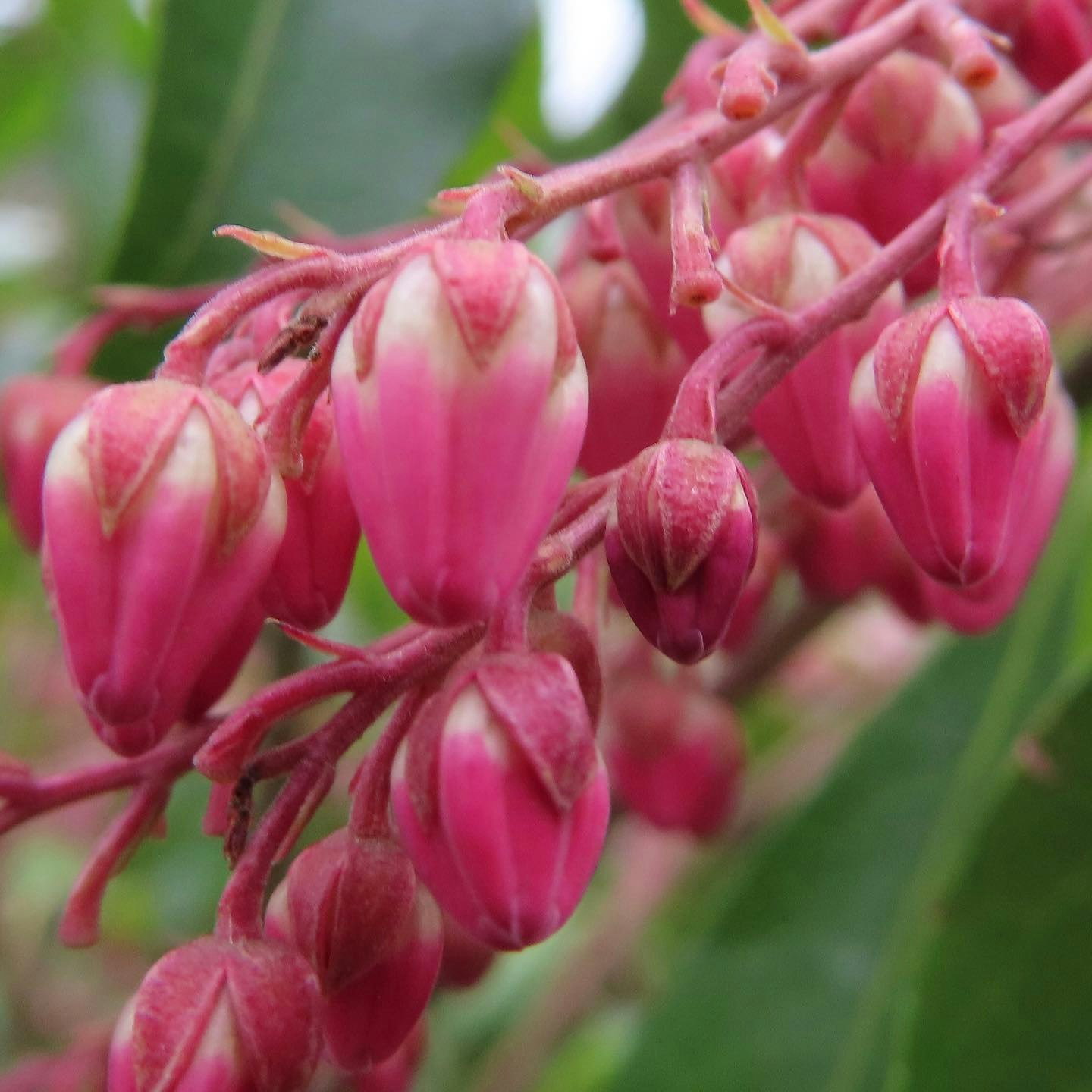 ピンクのつぼみが連なる花のクローズアップ