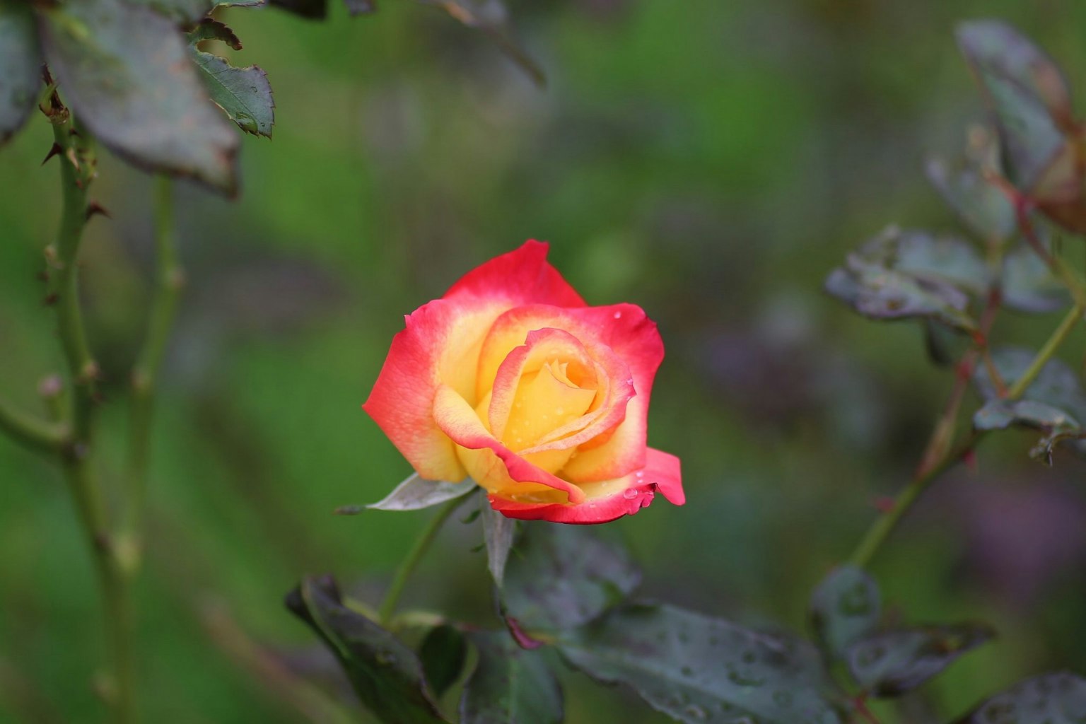 Vibrant red and yellow rose flower against a green background