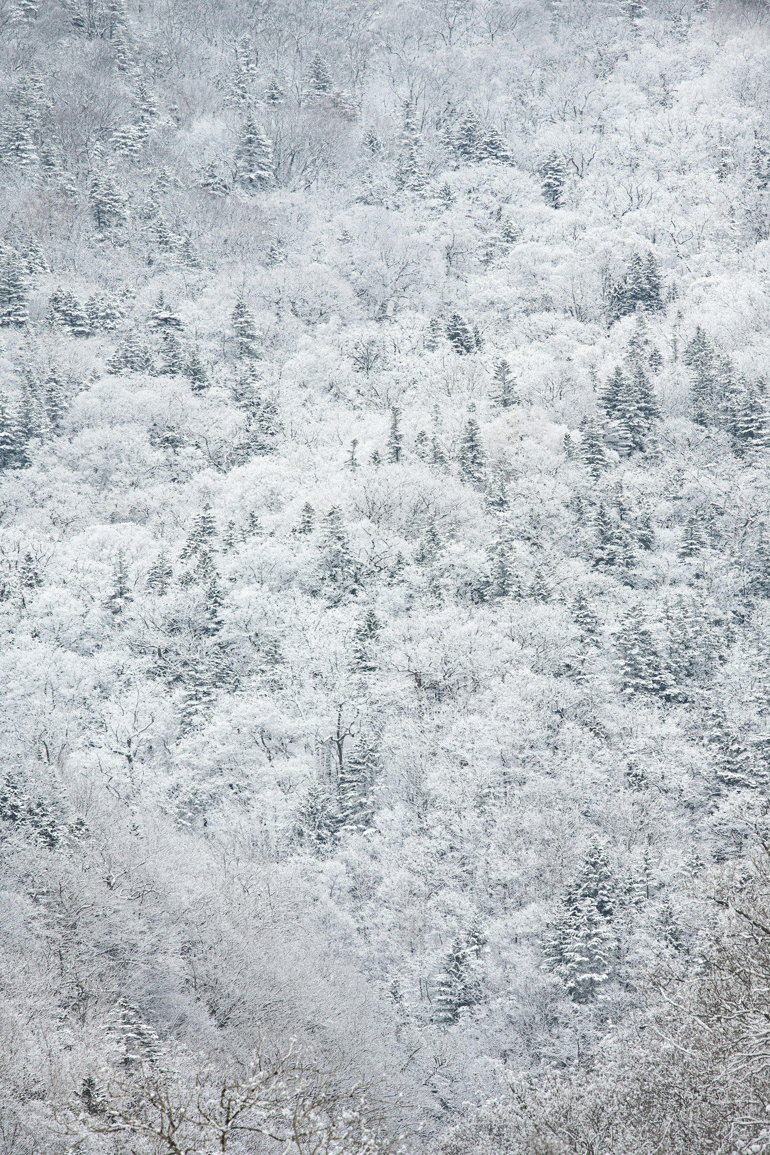 Paesaggio forestale innevato