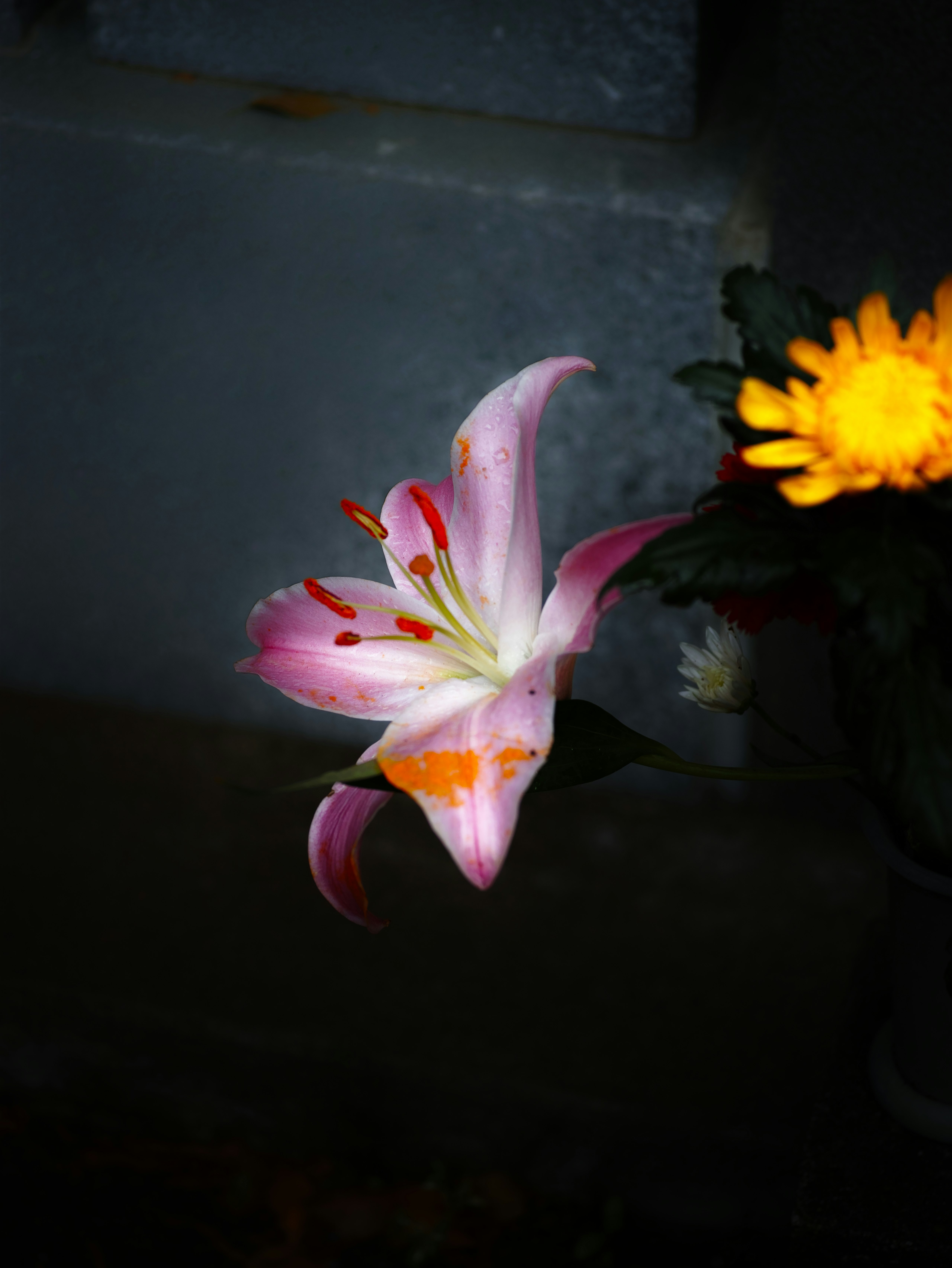 ดอกลิลลี่สีชมพูและดอกไม้สีเหลืองบนพื้นหลังสีเข้ม