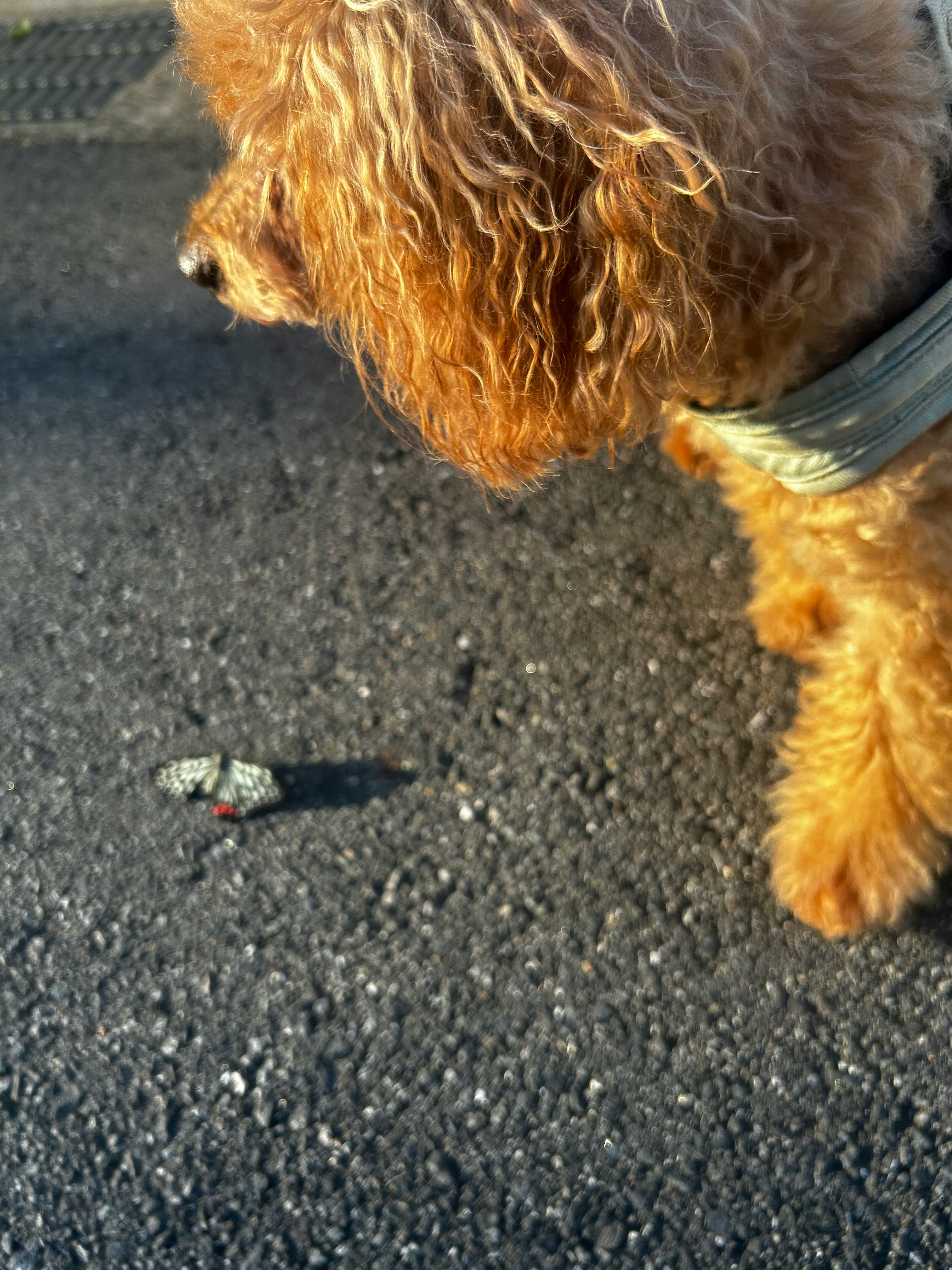 道で弱っている蝶と犬の足元