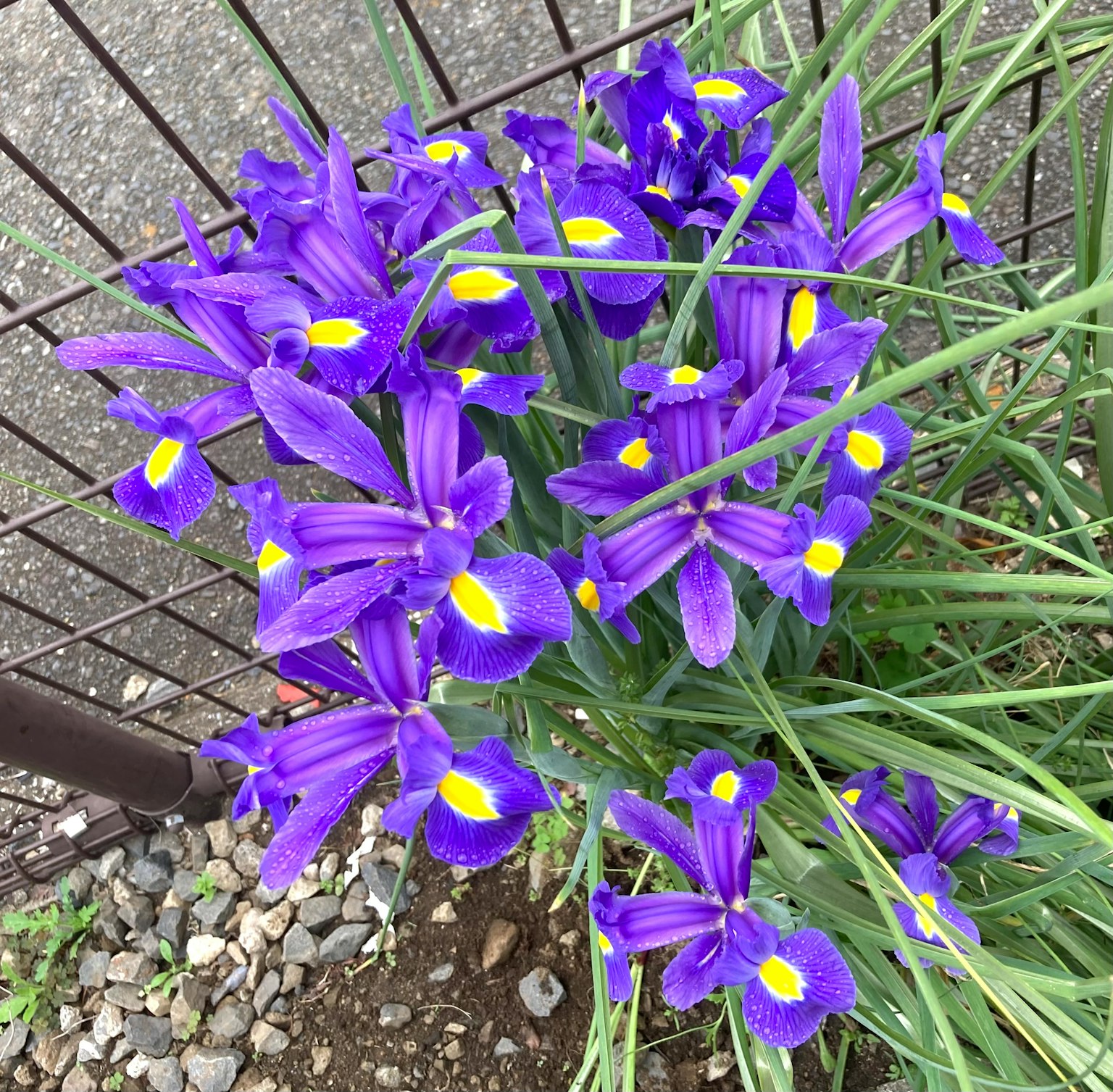 Cluster of purple iris flowers with yellow markings growing near a fence