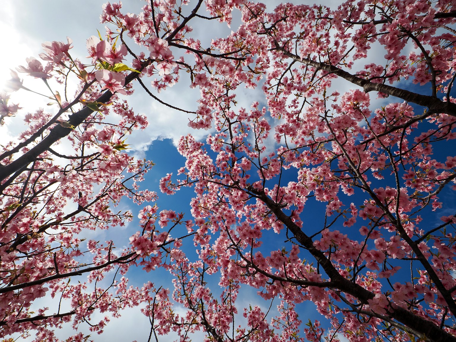 Fiori di ciliegio in piena fioritura contro un cielo blu
