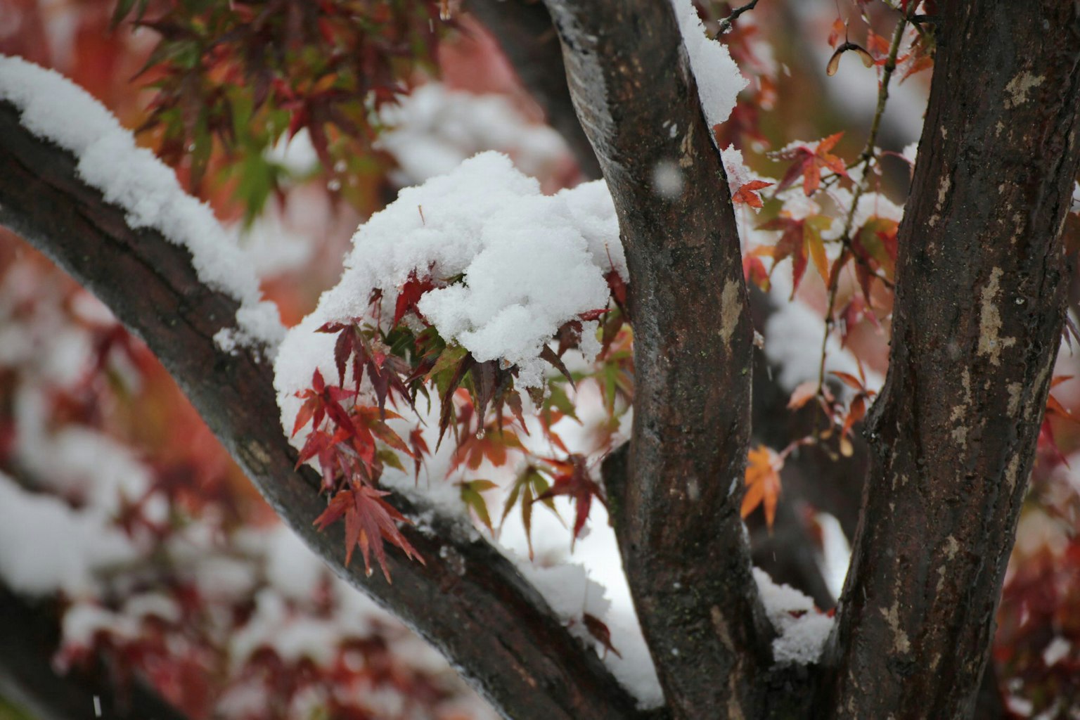 特写镜头，雪覆盖的红叶树