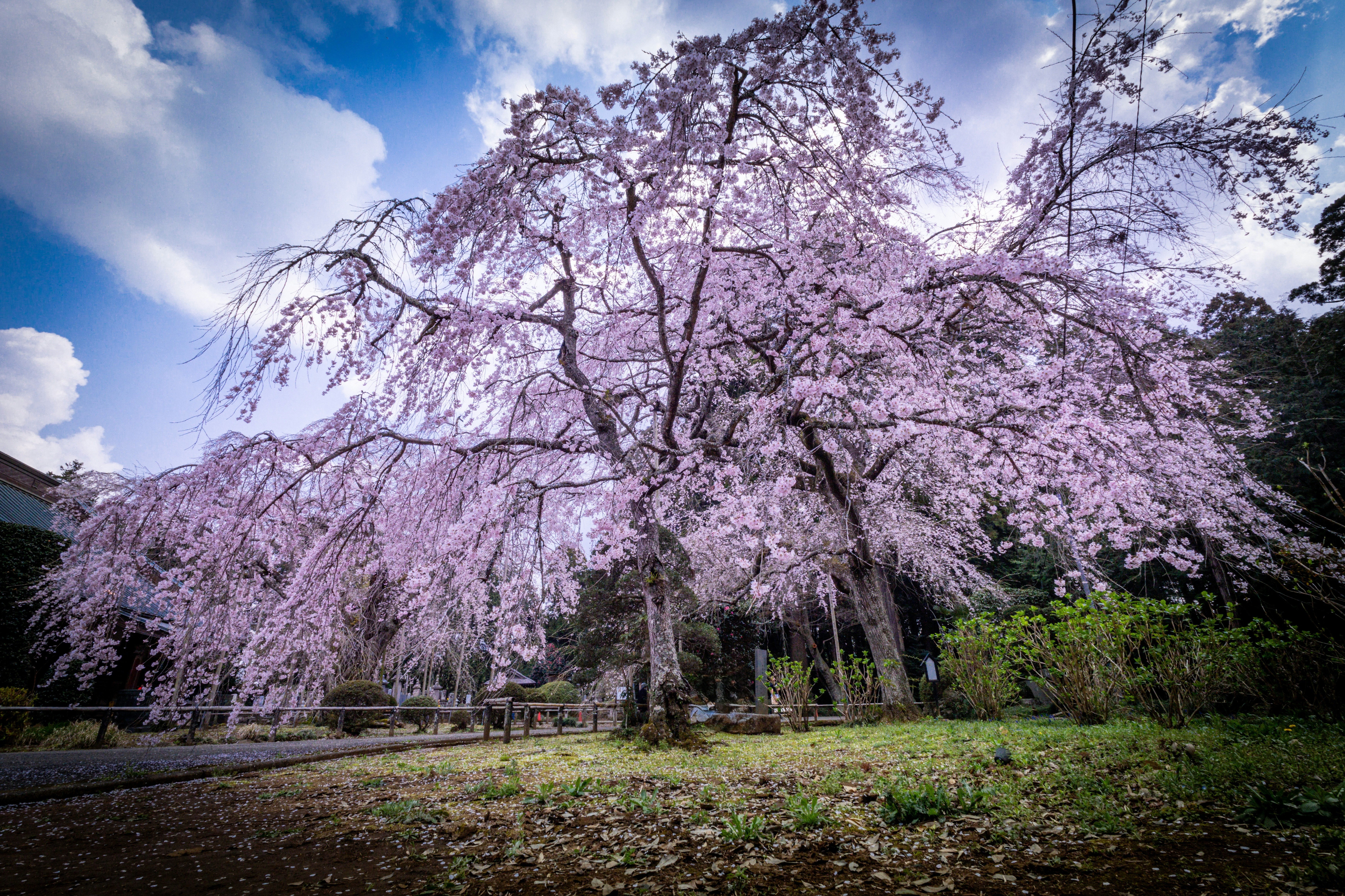 spring cherry blossoms along a park walkway under a blue sky