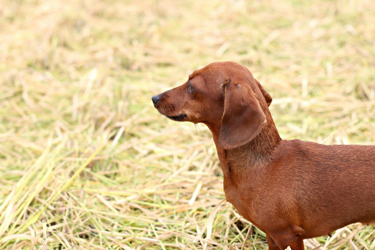 Dachshund coklat berdiri di ladang rumput kering