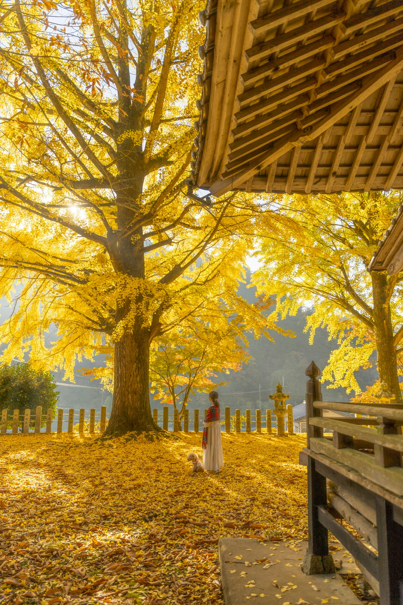 秋の黄葉に囲まれた木の下で犬と一緒に立つ女性