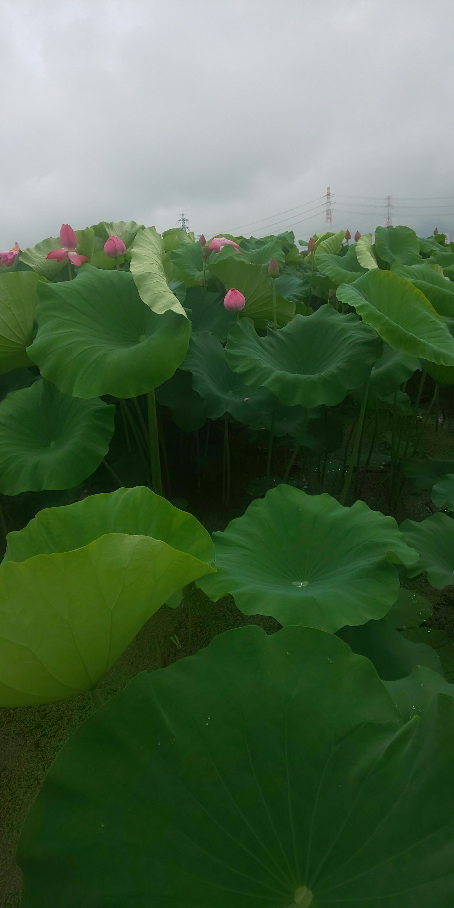 Un paesaggio di foglie di loto verdi con fiori di loto rosa in una zona umida