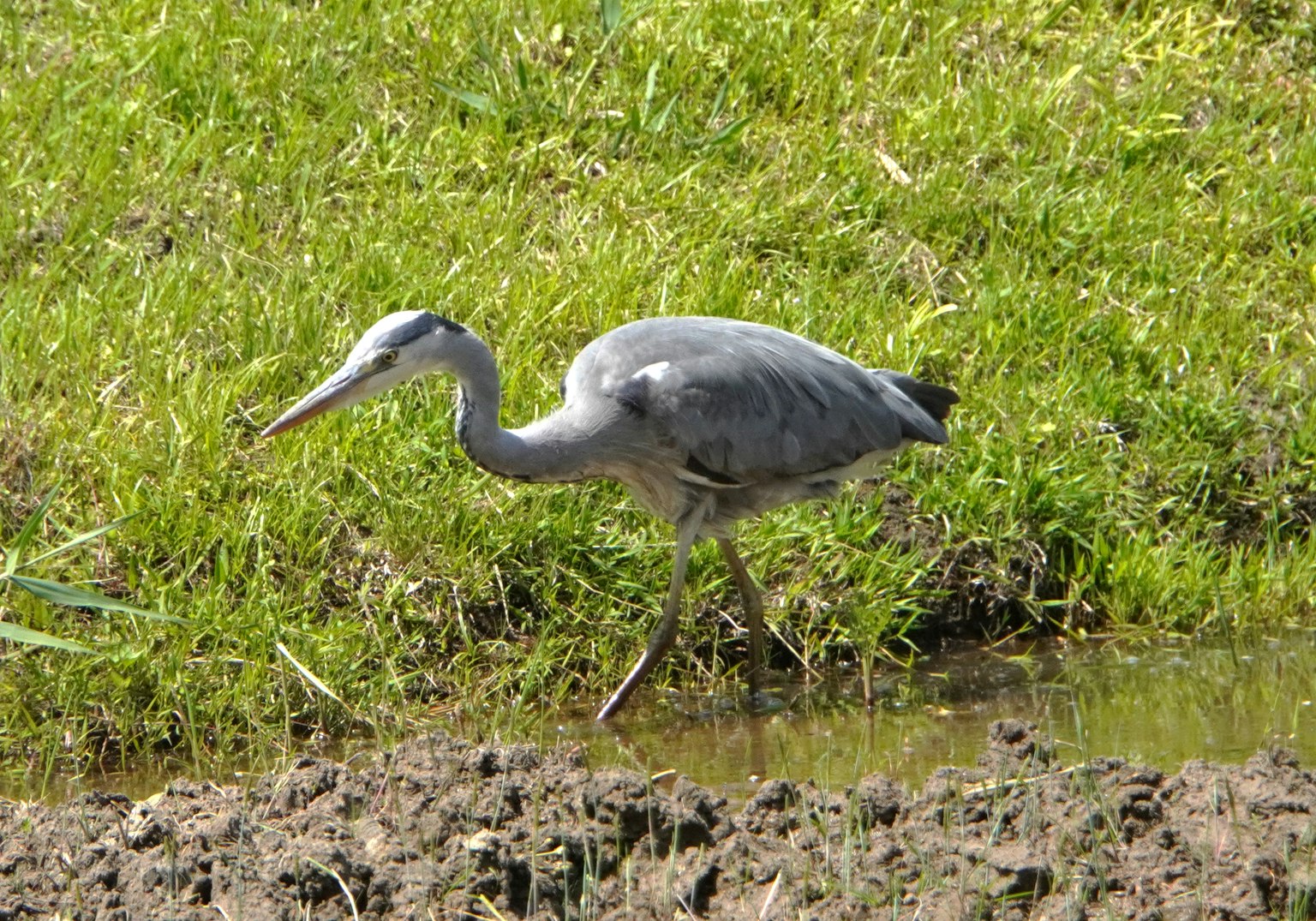 Un héron gris avec une tête bleue marchant à travers un champ