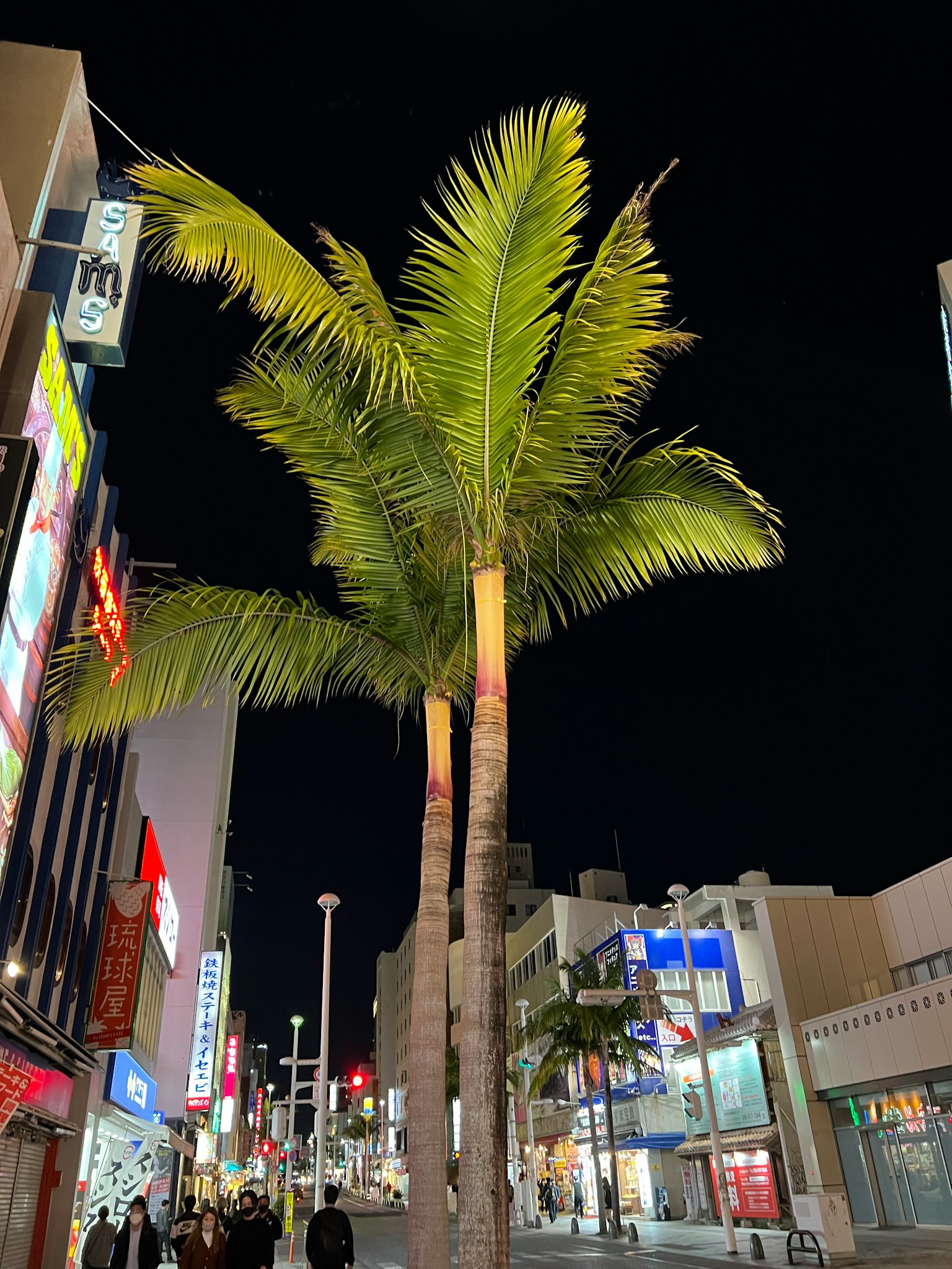 Grand palmier dans une rue de la ville la nuit